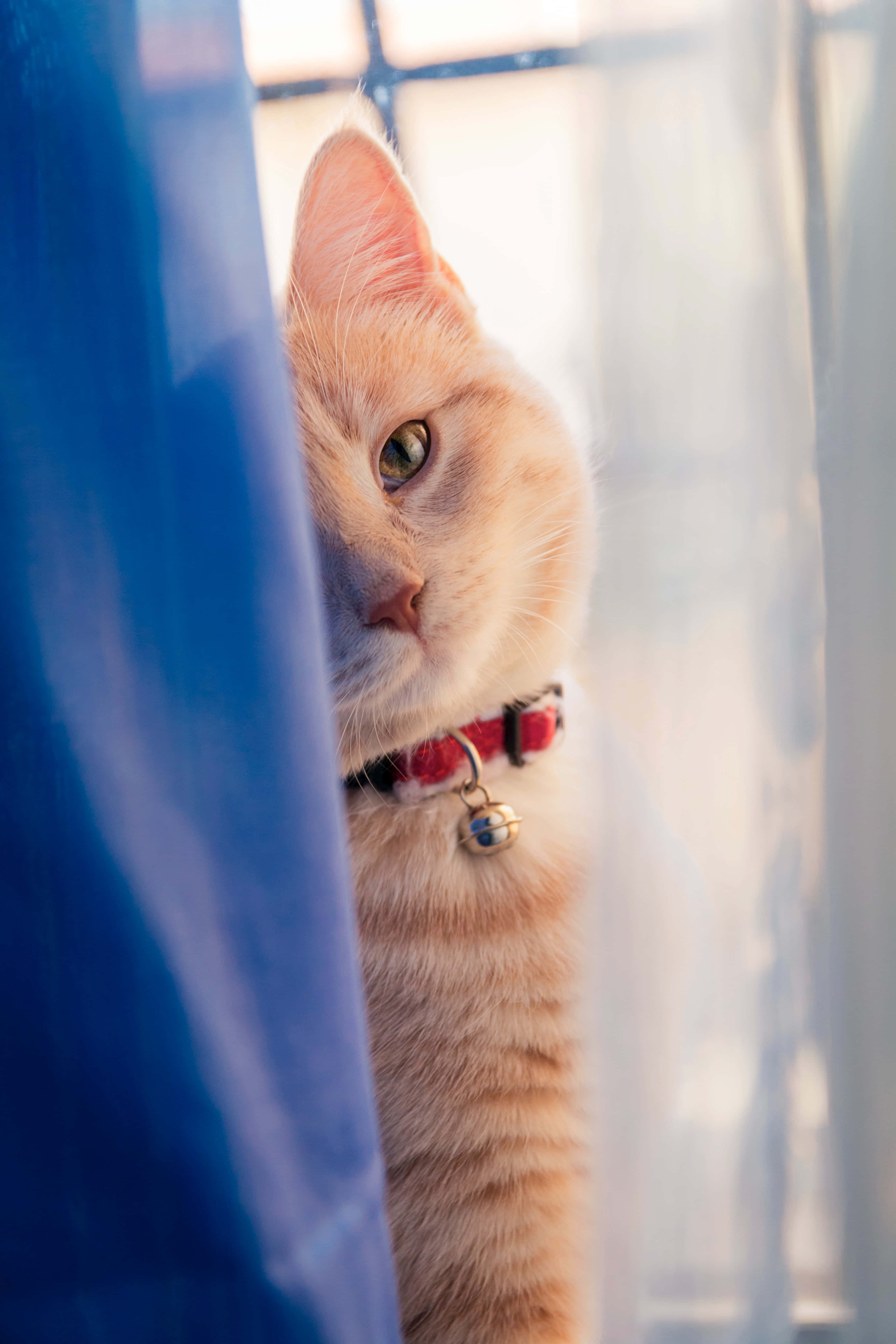 ginger cat, red collar, sheer curtains, 5K Phone Wallpaper