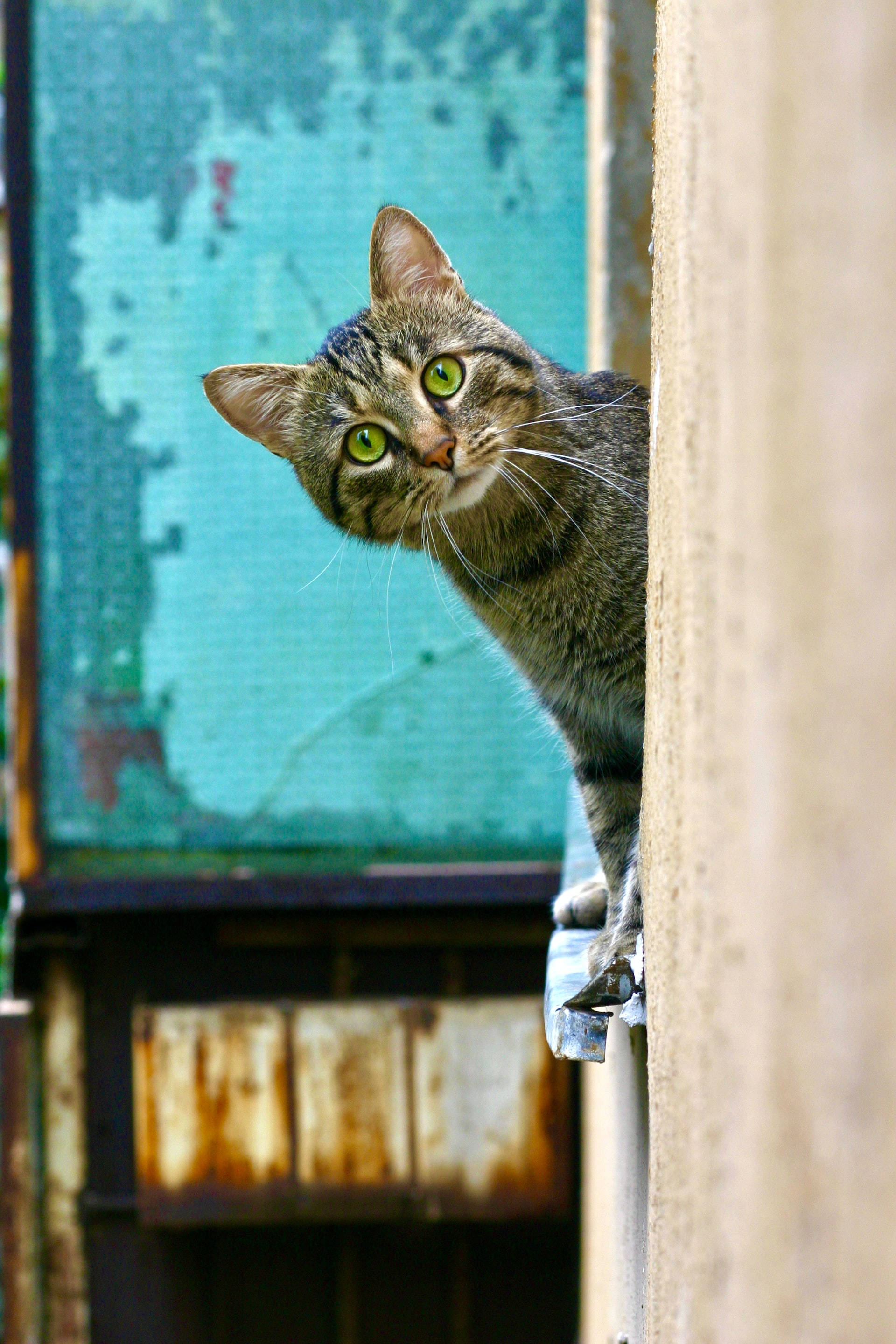 tabby cat, bright green eyes, weathered wooden beam, 2K Phone Wallpaper
