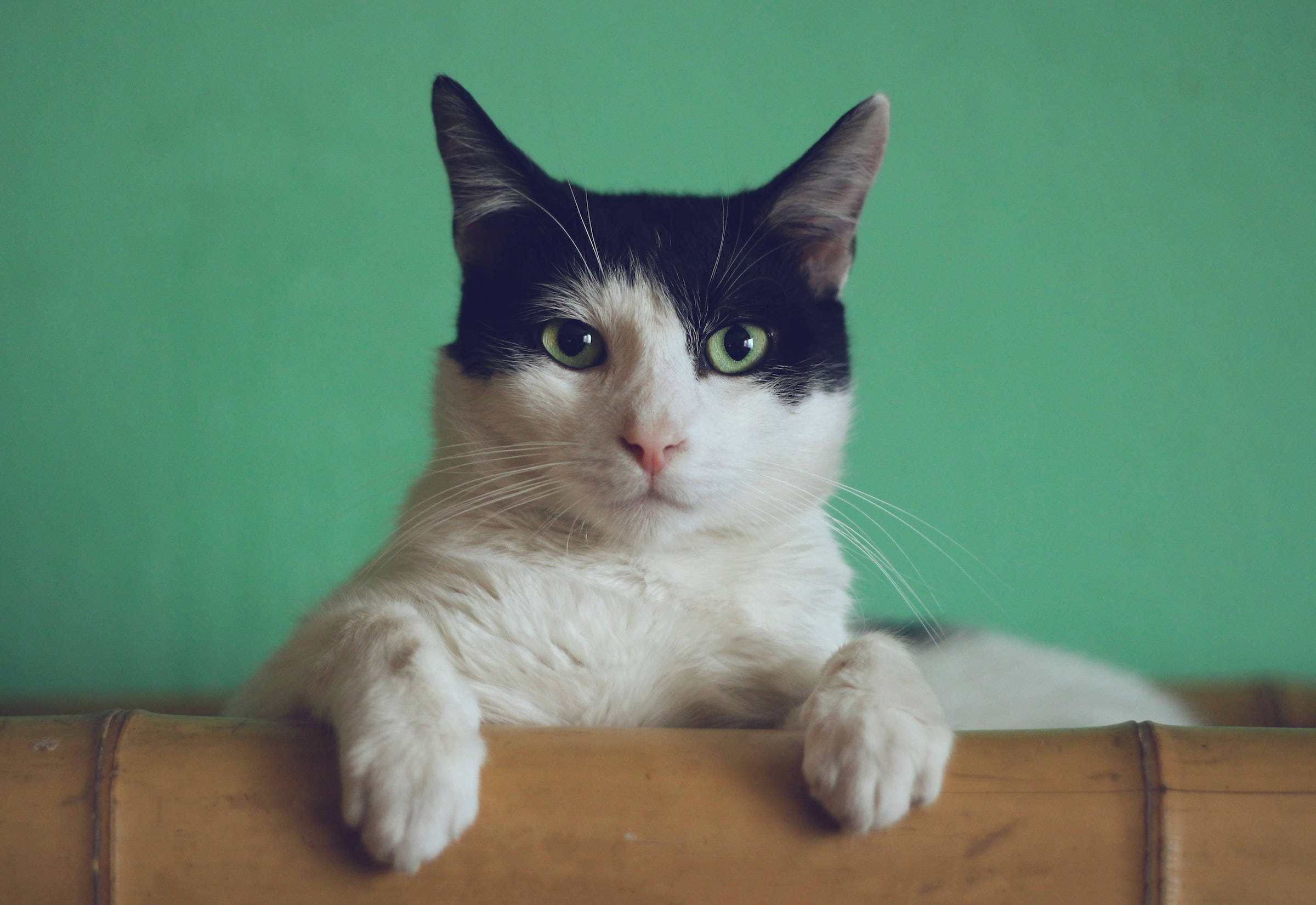 black and white domestic shorthaired cat, green eyes, bamboo ledge, Full HD Desktop Wallpaper