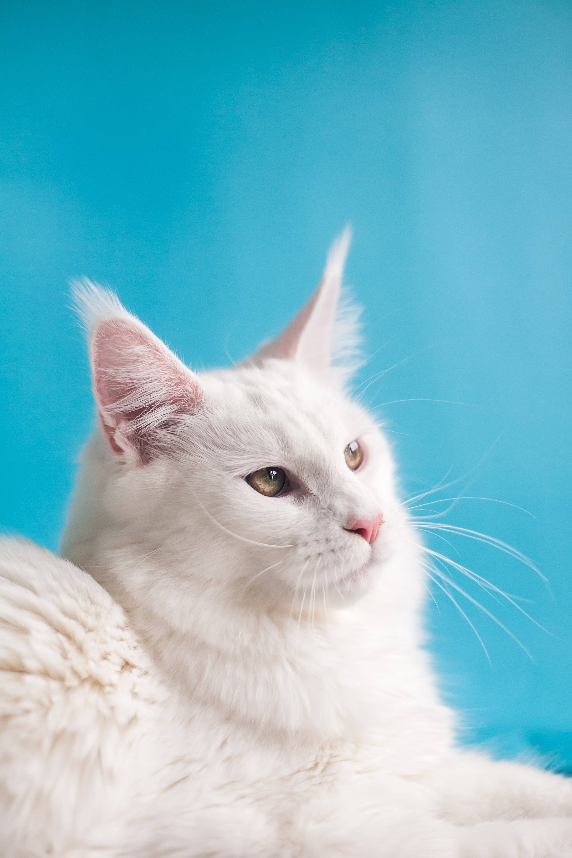 white fluffy Maine Coon cat, green eyes, vibrant blue background, 2K Phone Wallpaper