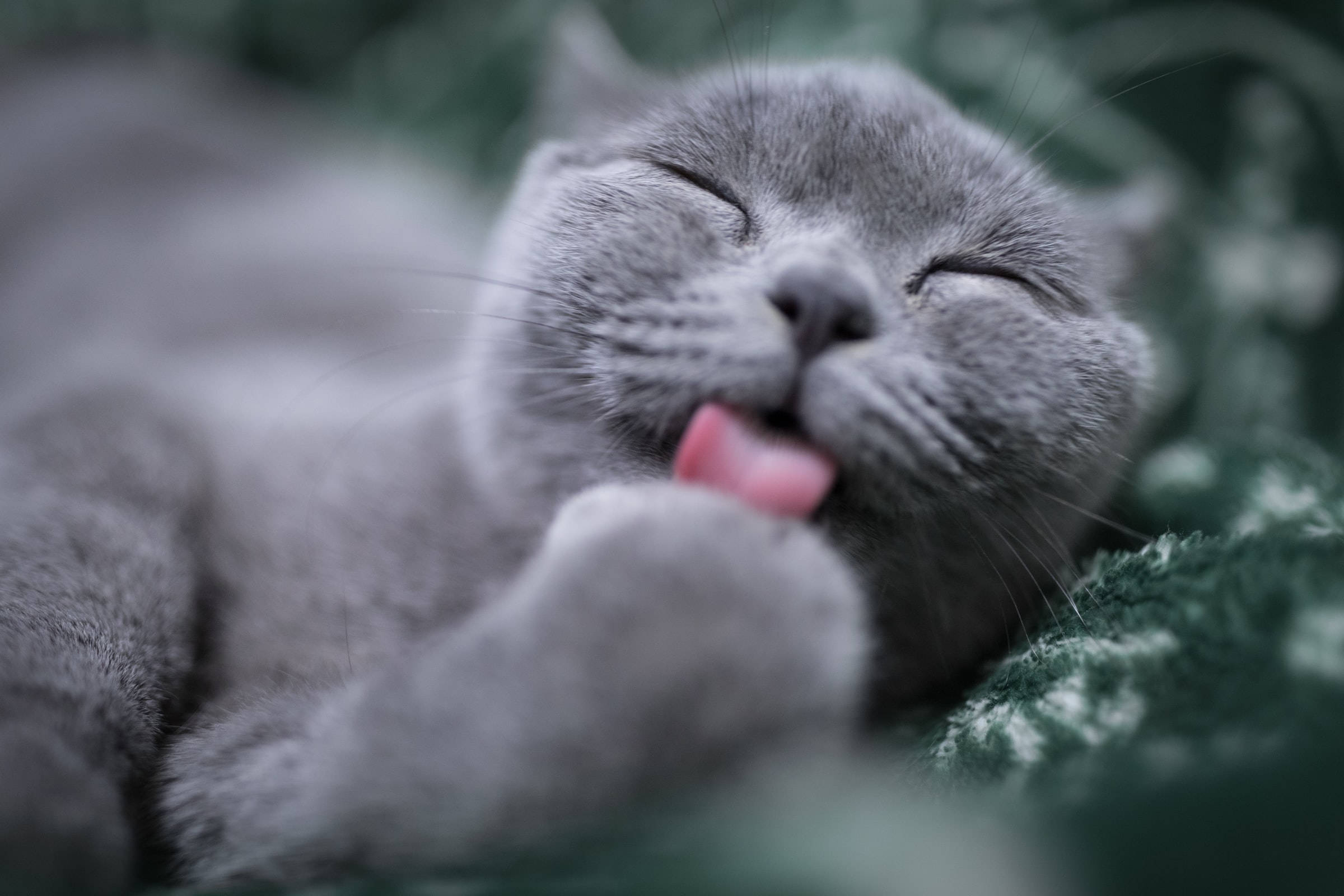 gray British Shorthair cat, licking paws, soft green blanket, Full HD Desktop Wallpaper