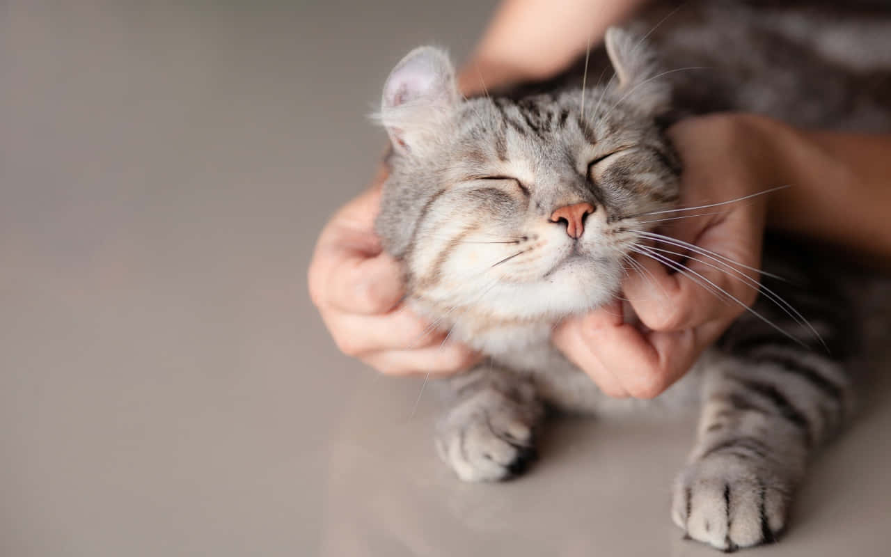 Relaxed Boss Cat, tabby cat, closed eyes, HD Desktop Wallpaper