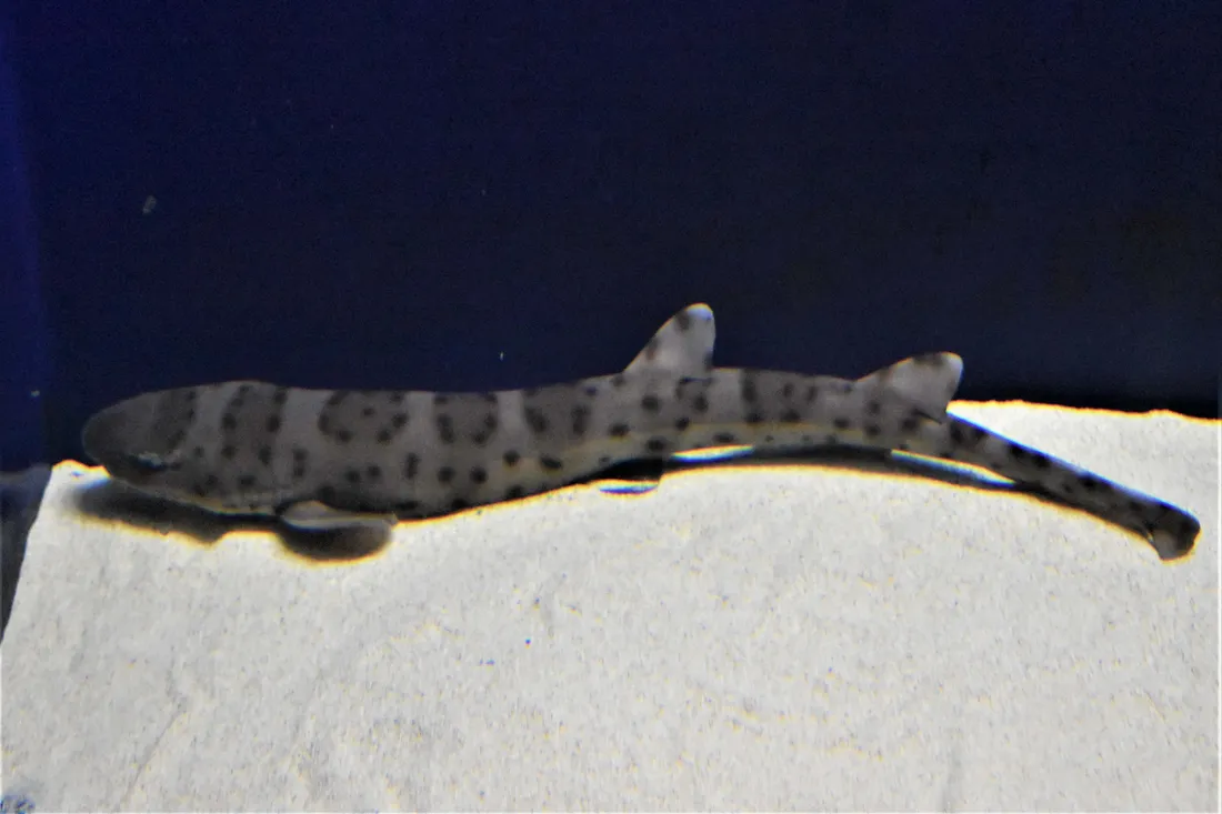 Cat Shark
