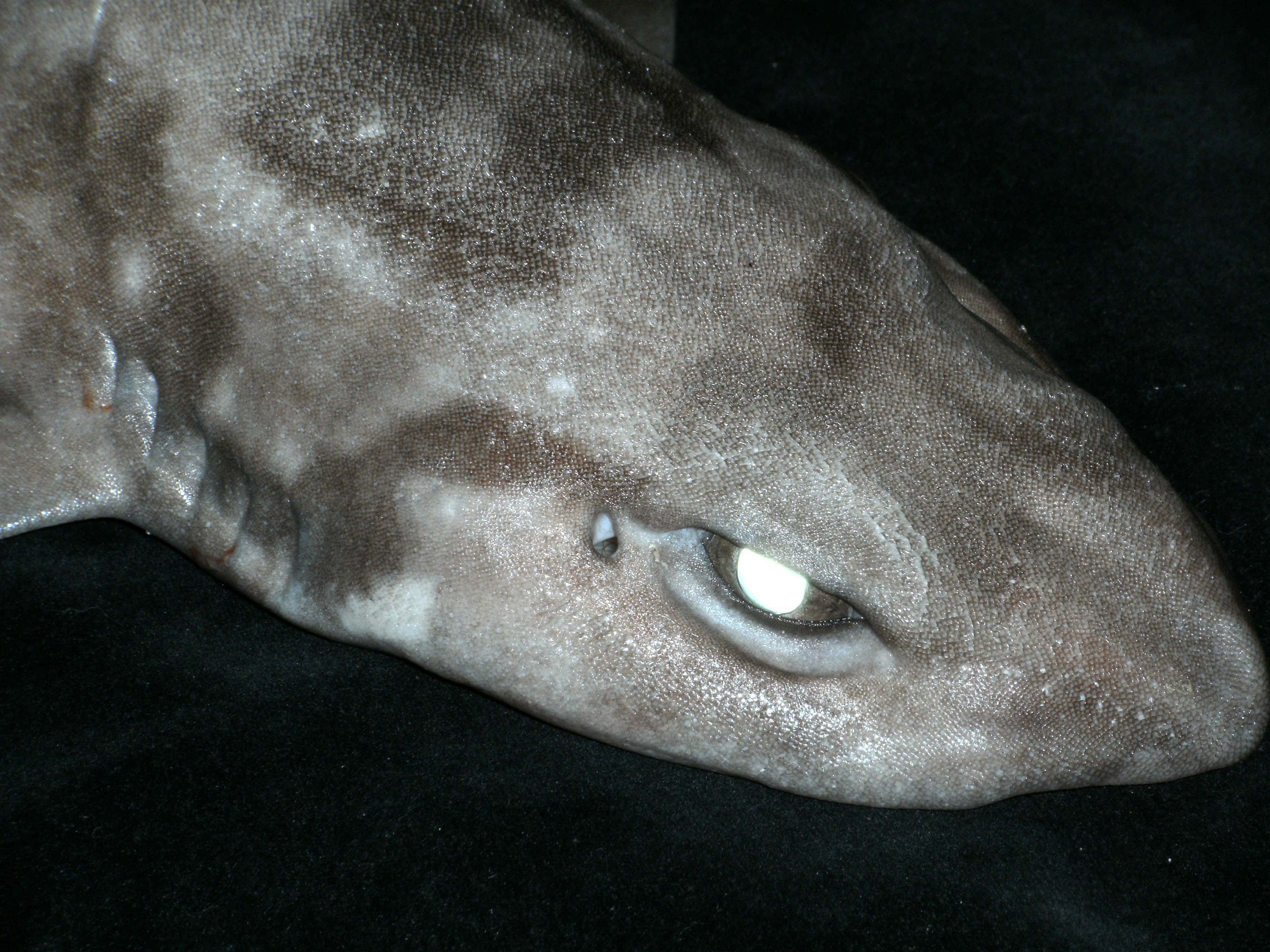 Cat Shark, spotted shark, textured gray skin, 2K Desktop Wallpaper