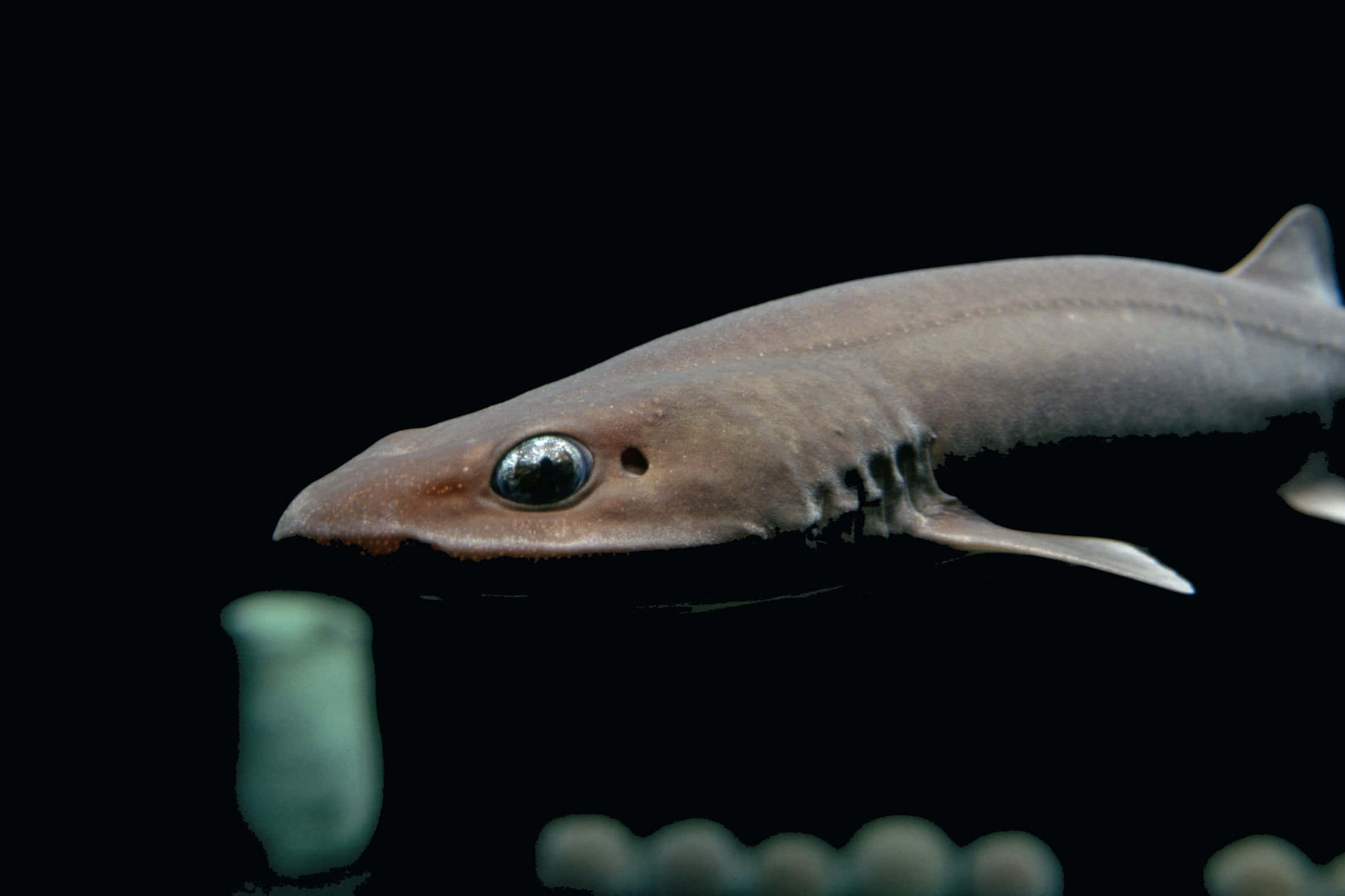 Cat Shark, dark waters, gray shark, Full HD Desktop Wallpaper