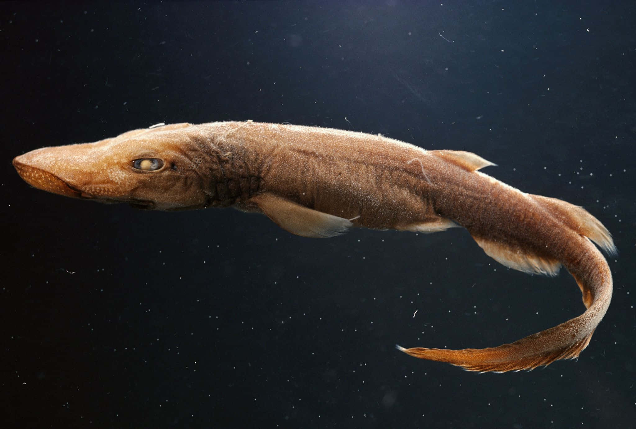 brown catshark, long slender body, spotted snout, Full HD Desktop Wallpaper