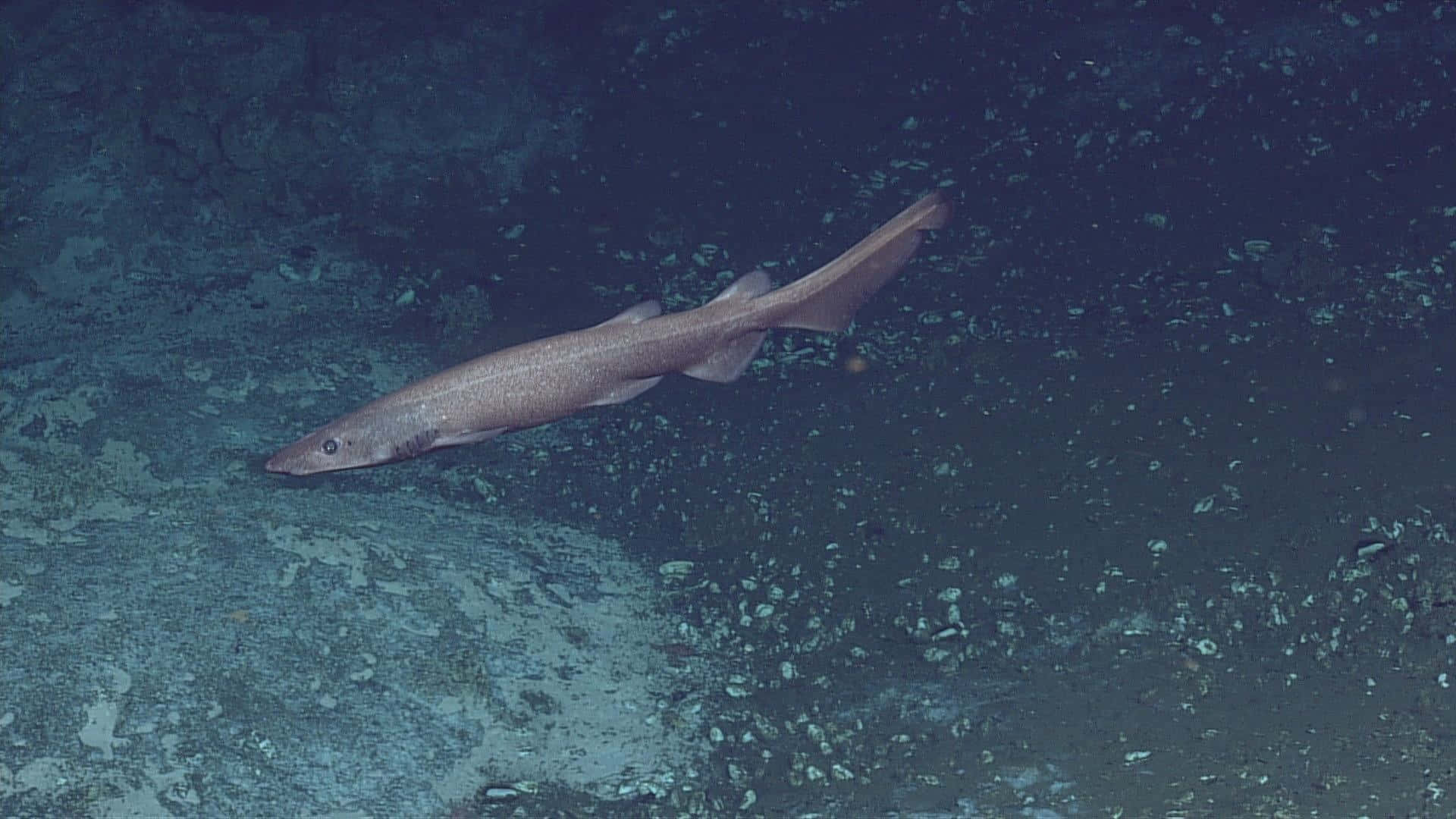Cat Shark, gray, dark blue ocean floor, Full HD Desktop Wallpaper
