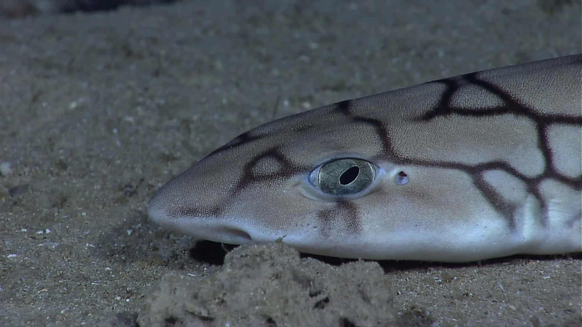 Cat Shark, seabed, sandy ocean floor, Full HD Desktop Wallpaper