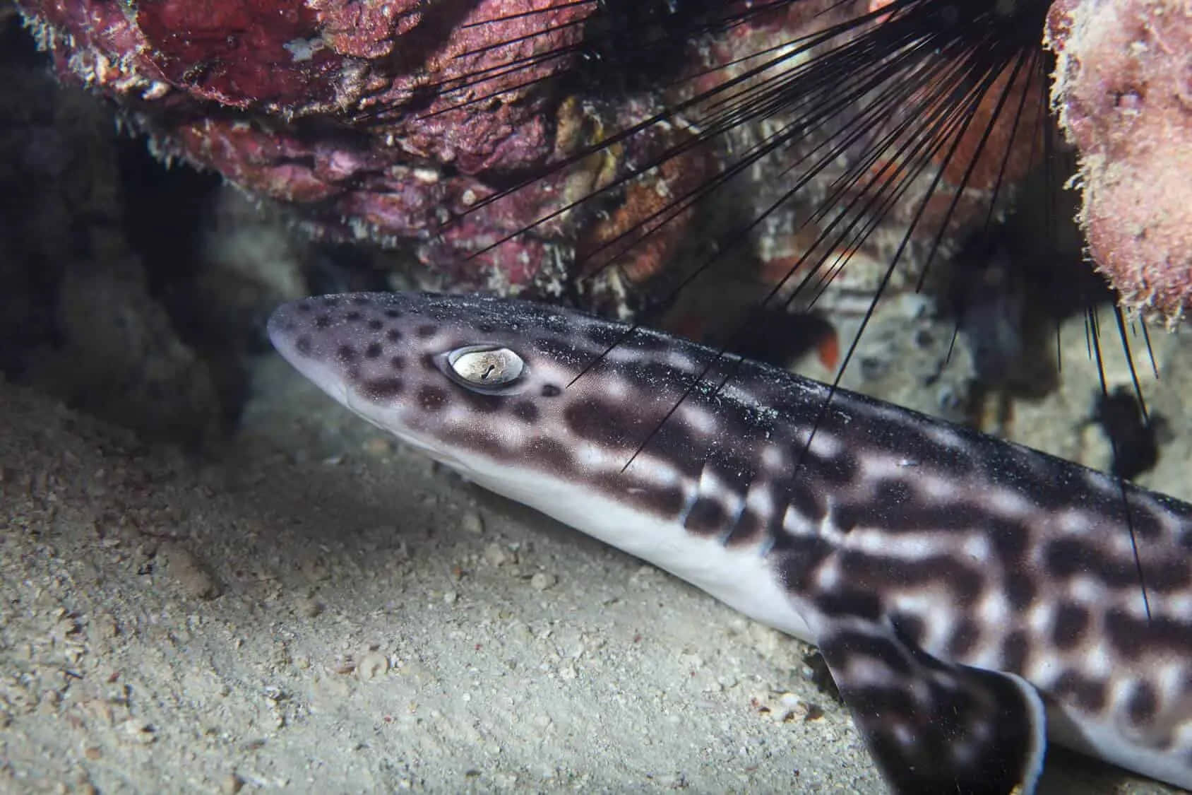 Cat Shark, coral ledge, sandy ocean floor, HD Desktop Wallpaper