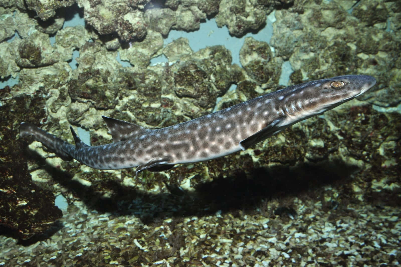 spotted catshark, coral reef, textured coral formations, HD Desktop Wallpaper