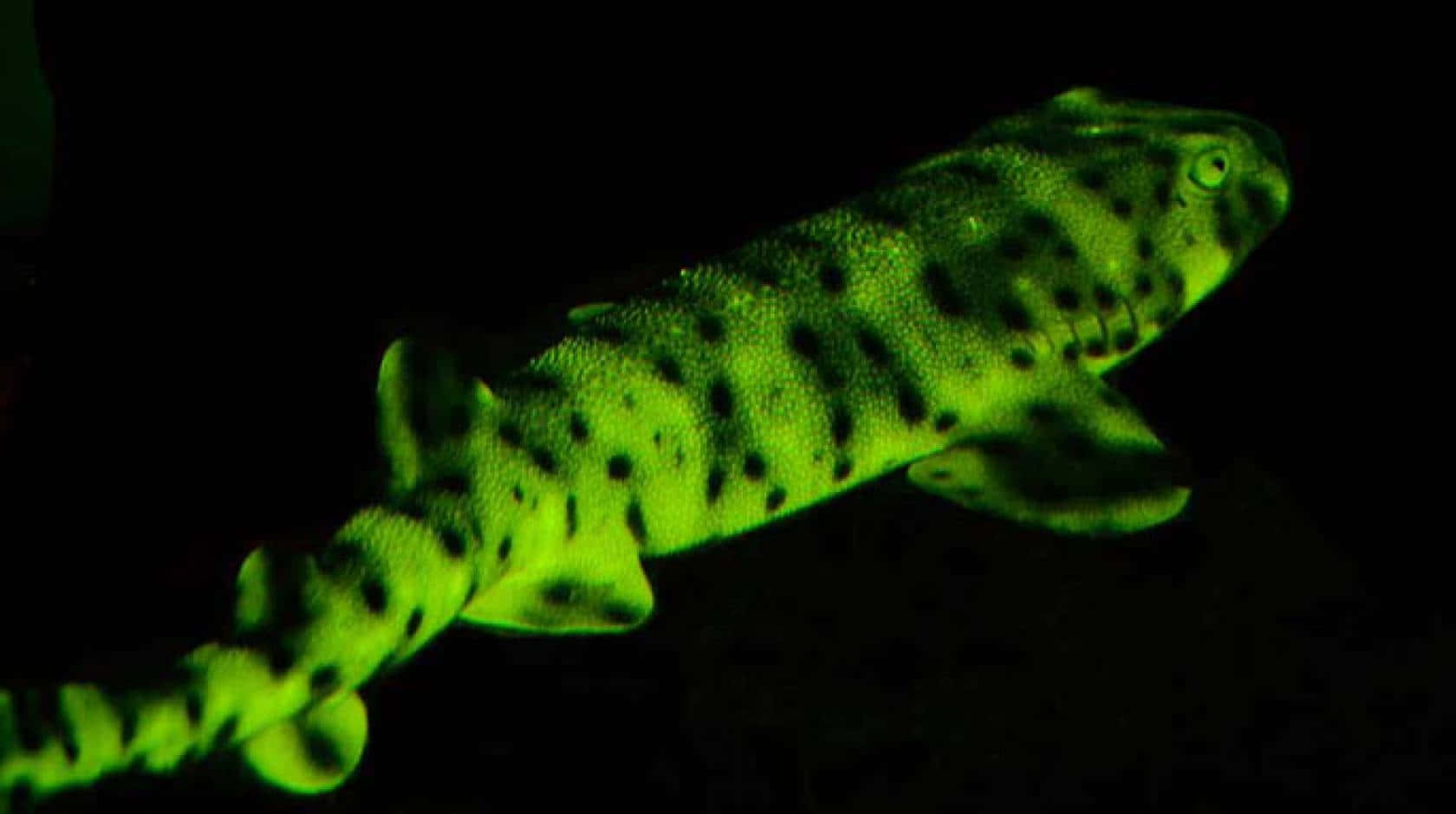 glowing cat shark, glowing green skin, dark spots, HD Desktop Wallpaper