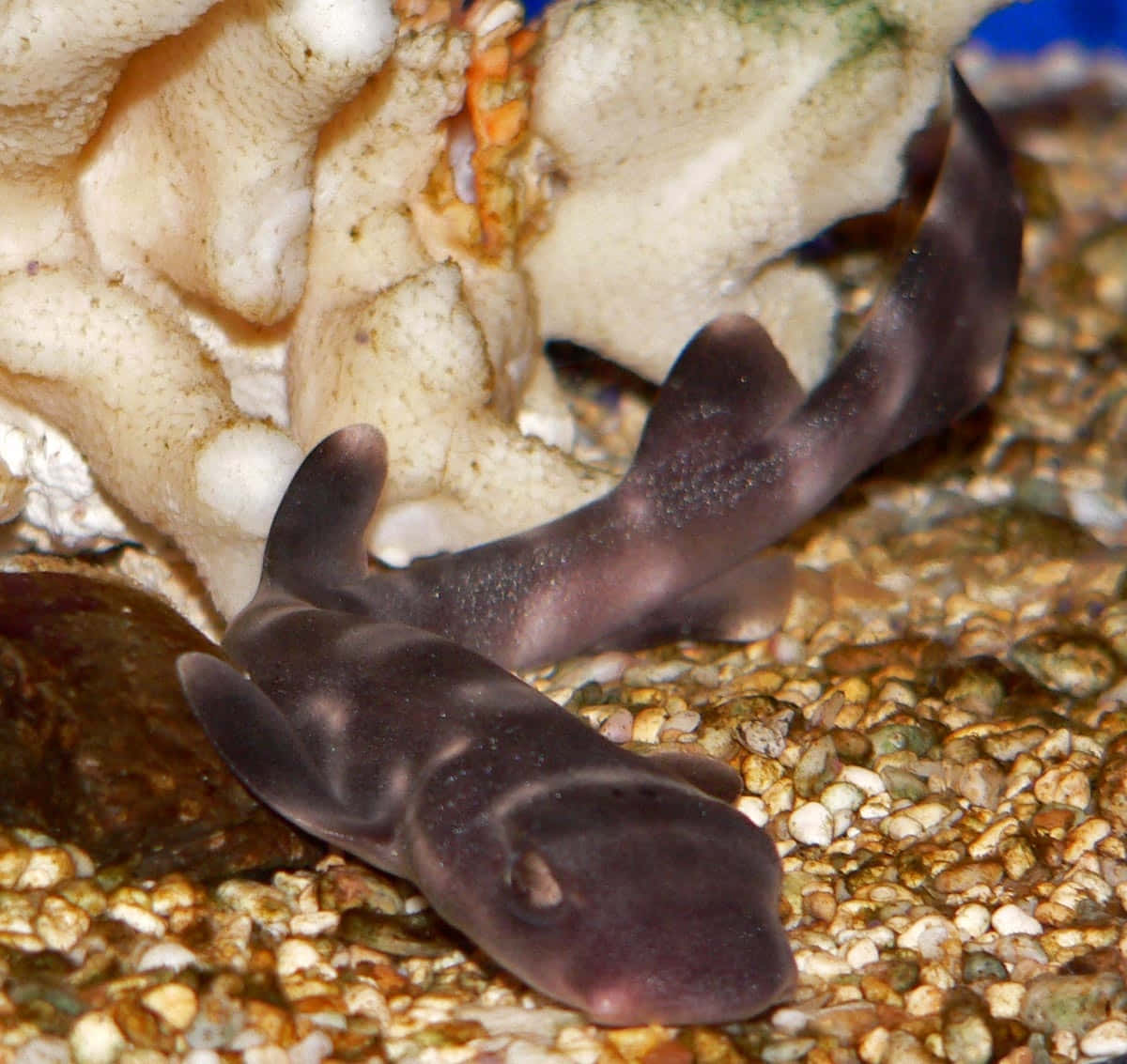 Cat Shark, aquarium gravel, colorful pebbles, SD Desktop Wallpaper