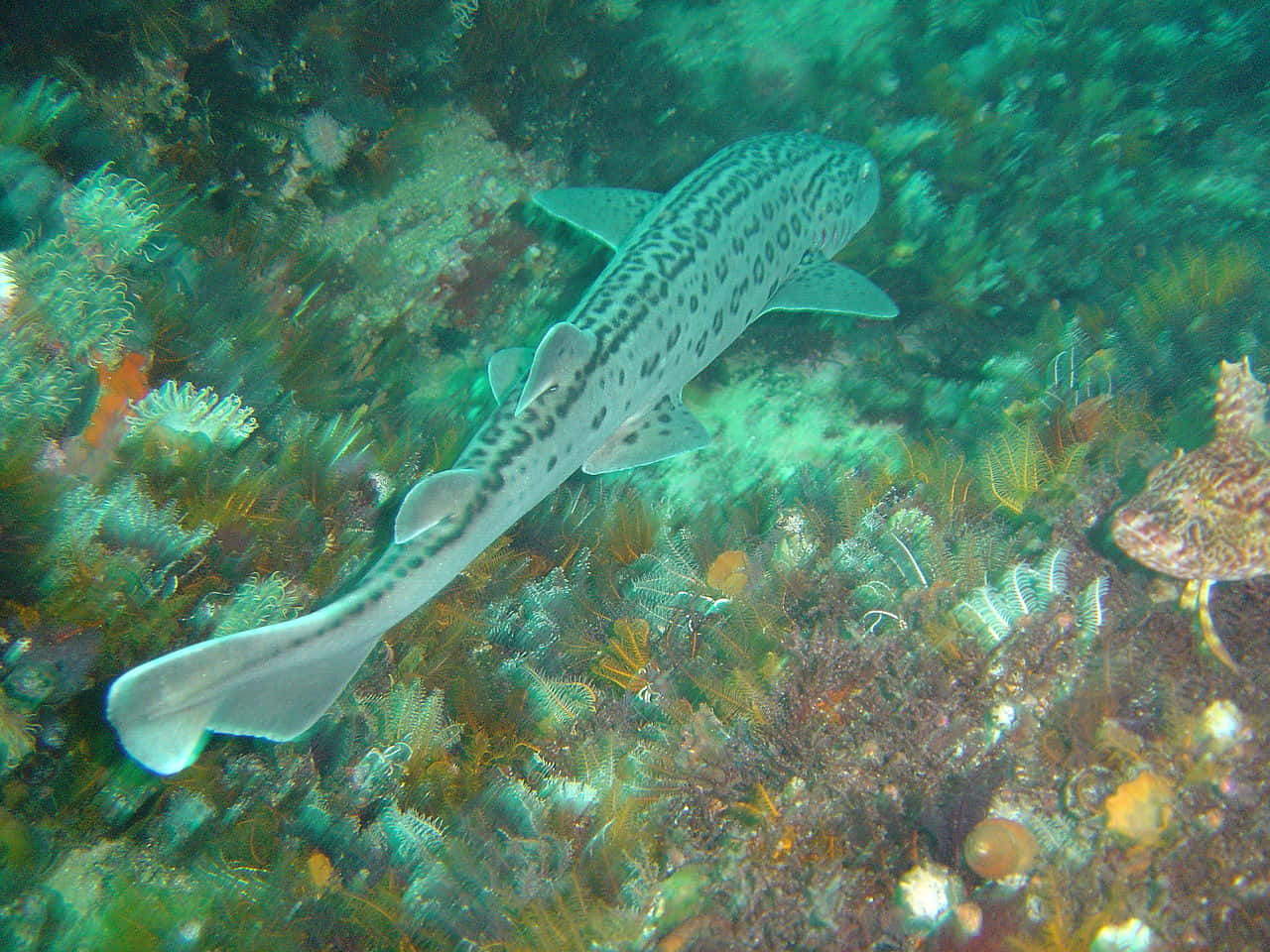 striped catshark, coral, sea fans, HD Desktop Wallpaper
