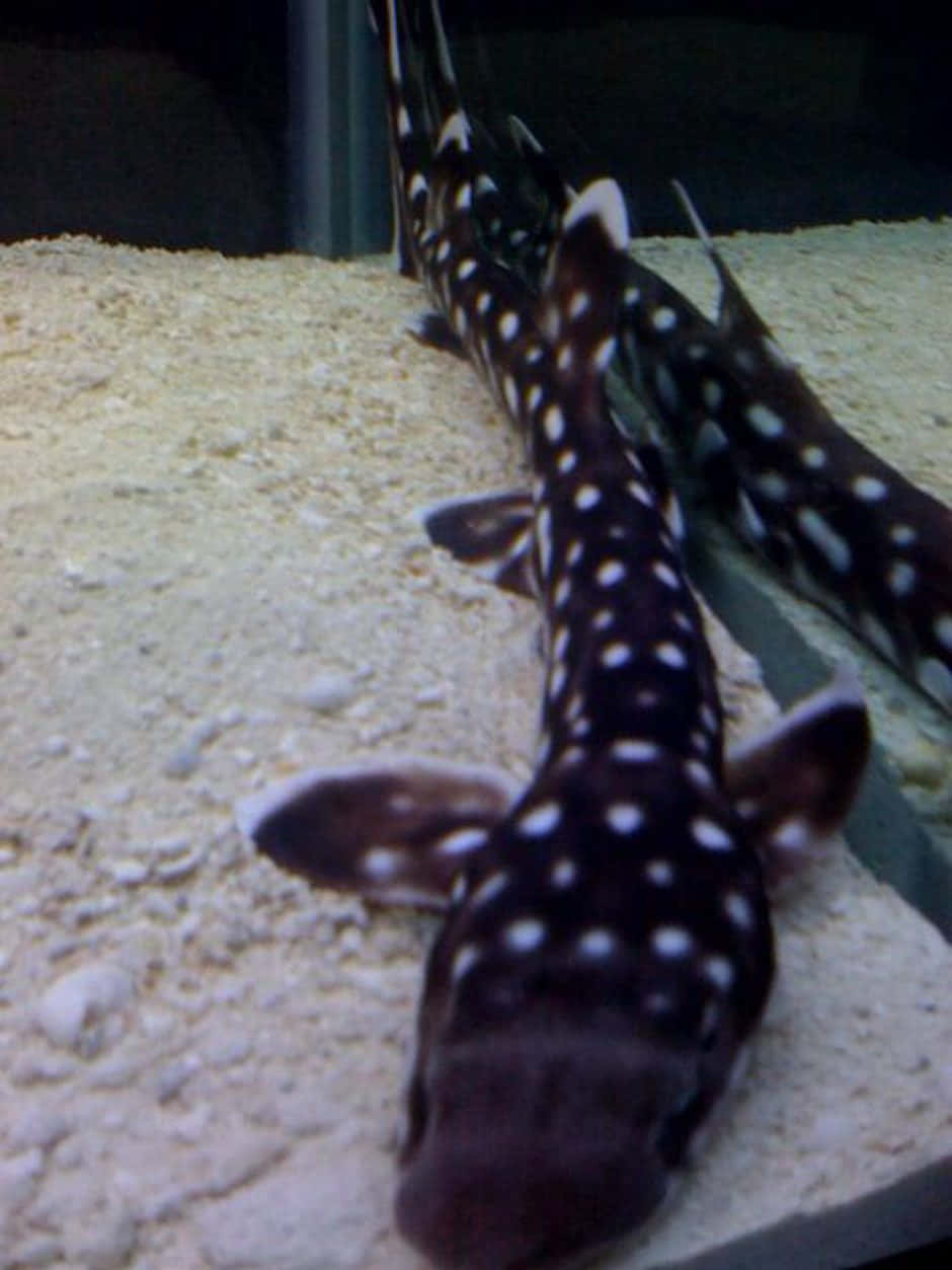 spotted catshark, aquarium, light-colored gravel, SD Phone Wallpaper
