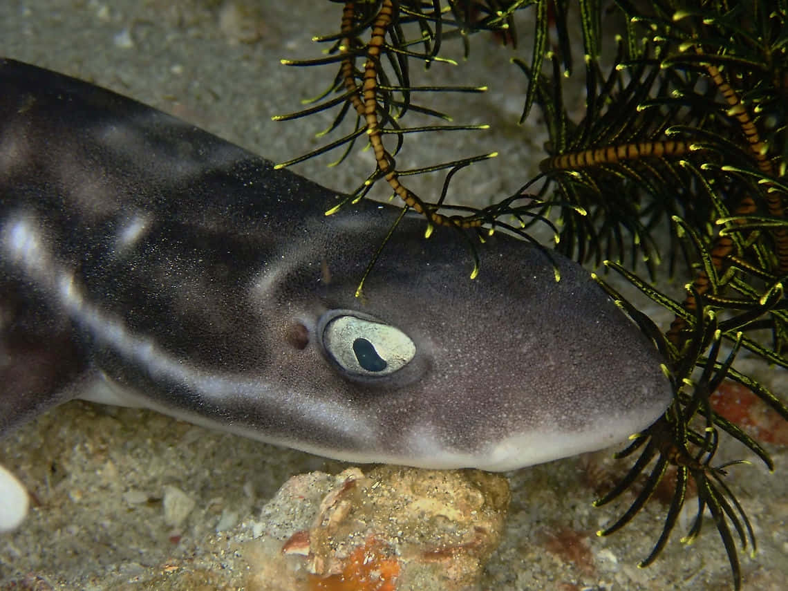 Cat Shark, dark shark, pale eye, SD Desktop Wallpaper
