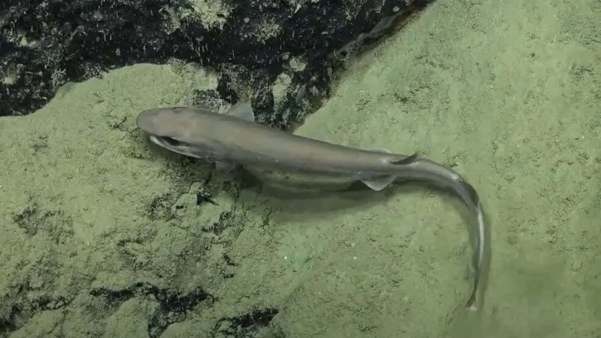 Cat Shark, seabed, greenish sandy ocean floor, SD Desktop Wallpaper