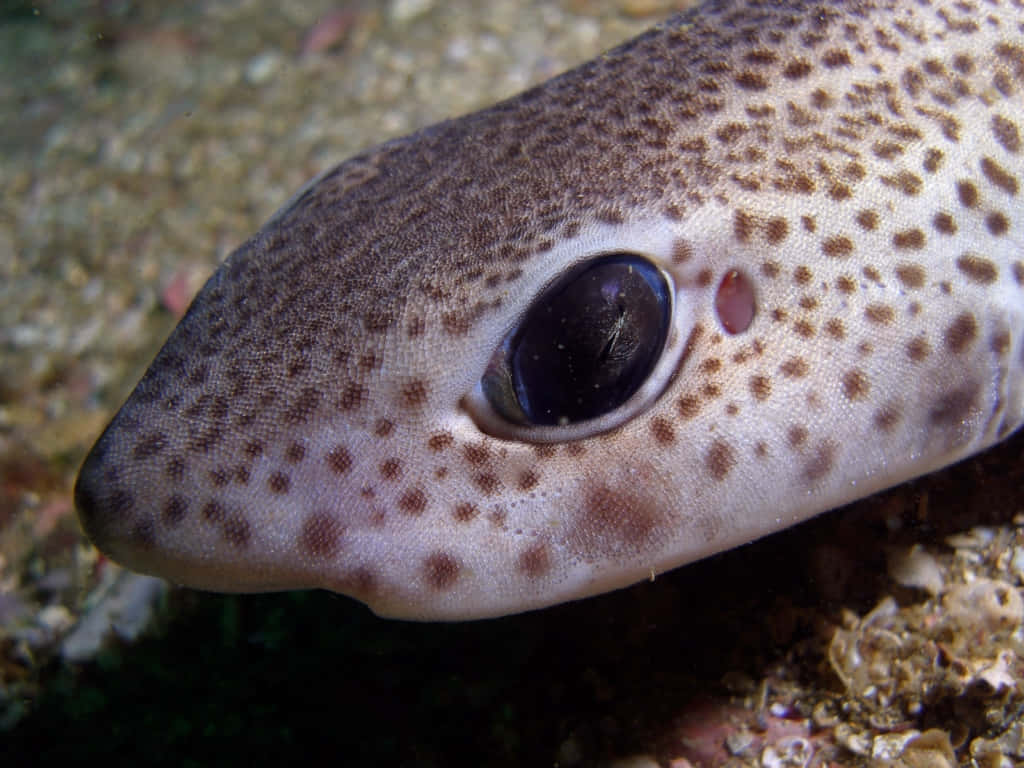 Cat Shark, spotted shark, large dark eye, SD Desktop Wallpaper