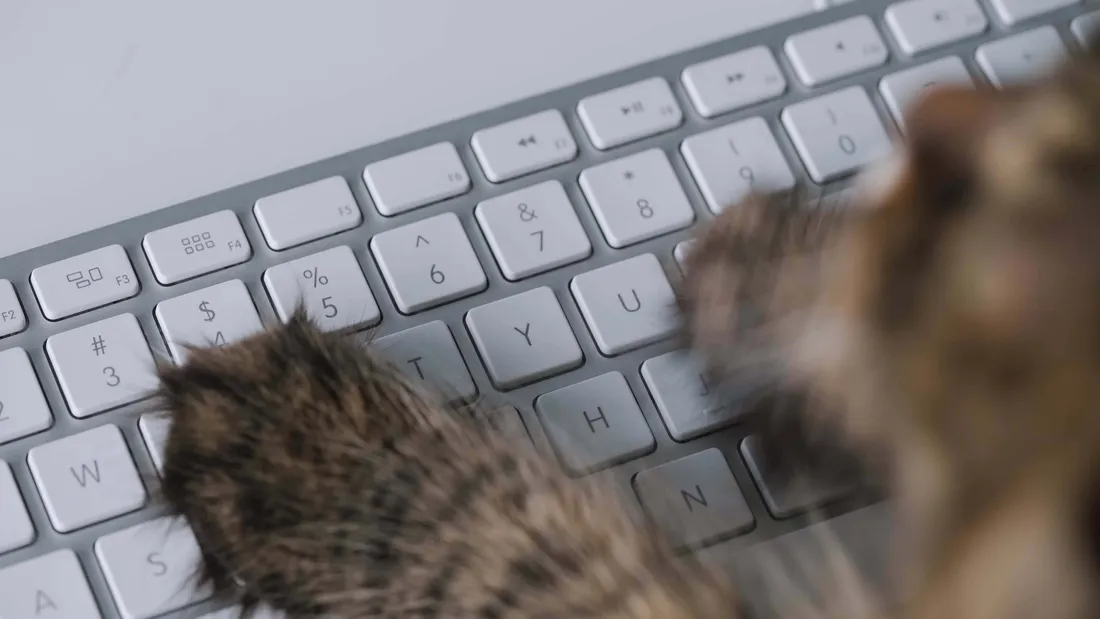 Cat Typing