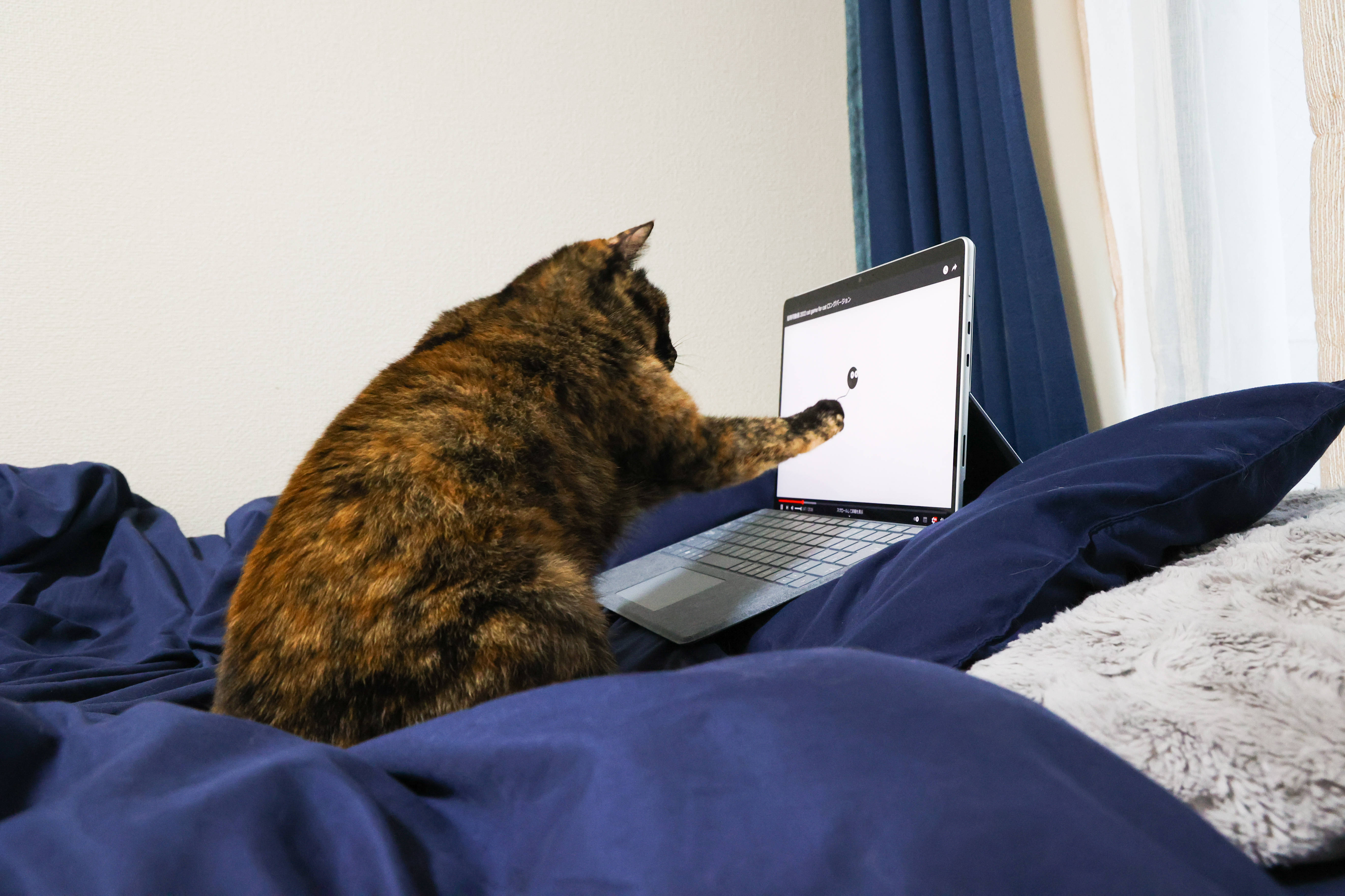 tortoiseshell cat, laptop screen, loading icon, 5K Desktop Wallpaper