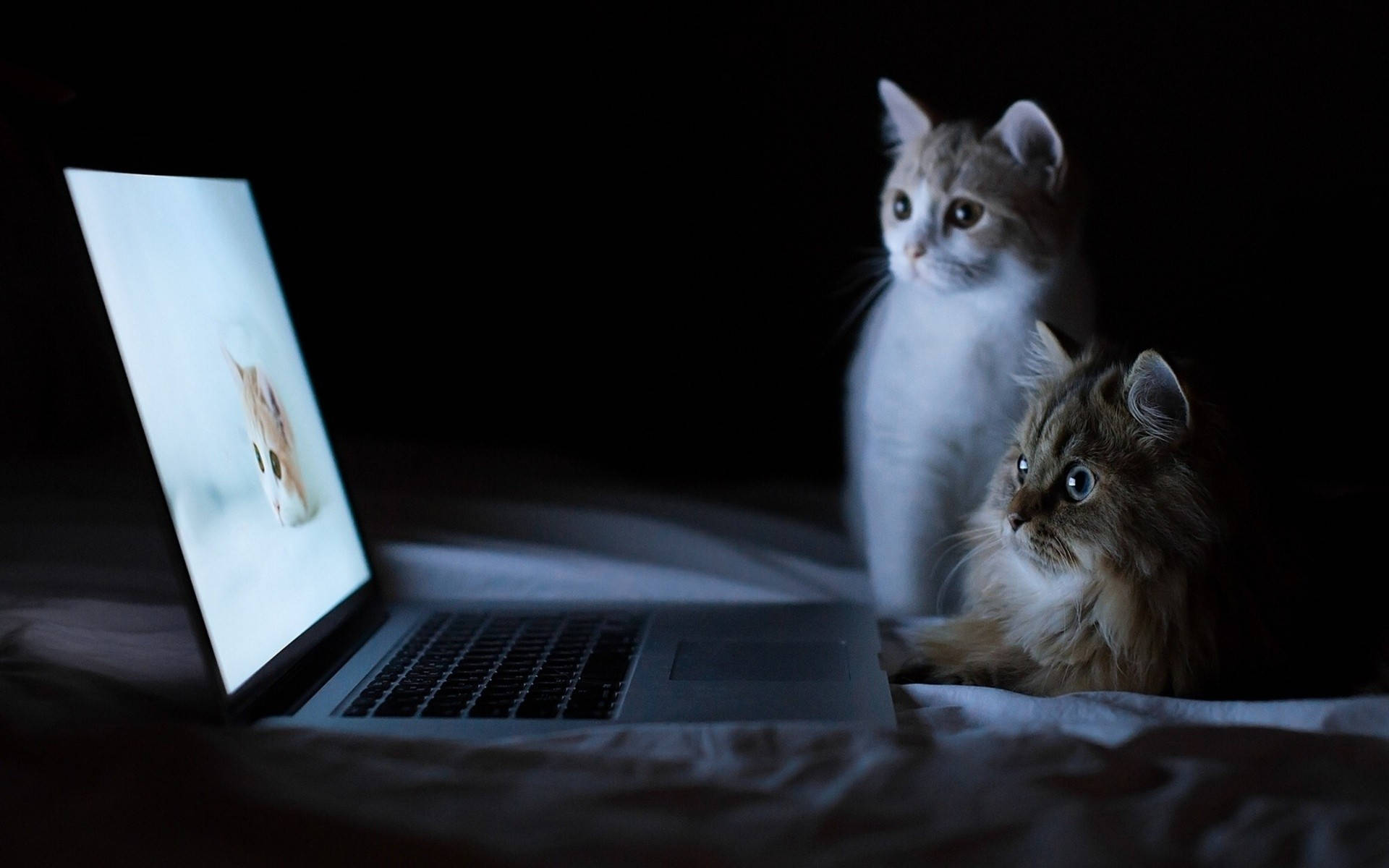 laptop, kitten's face, dimly lit room, Full HD Desktop Wallpaper