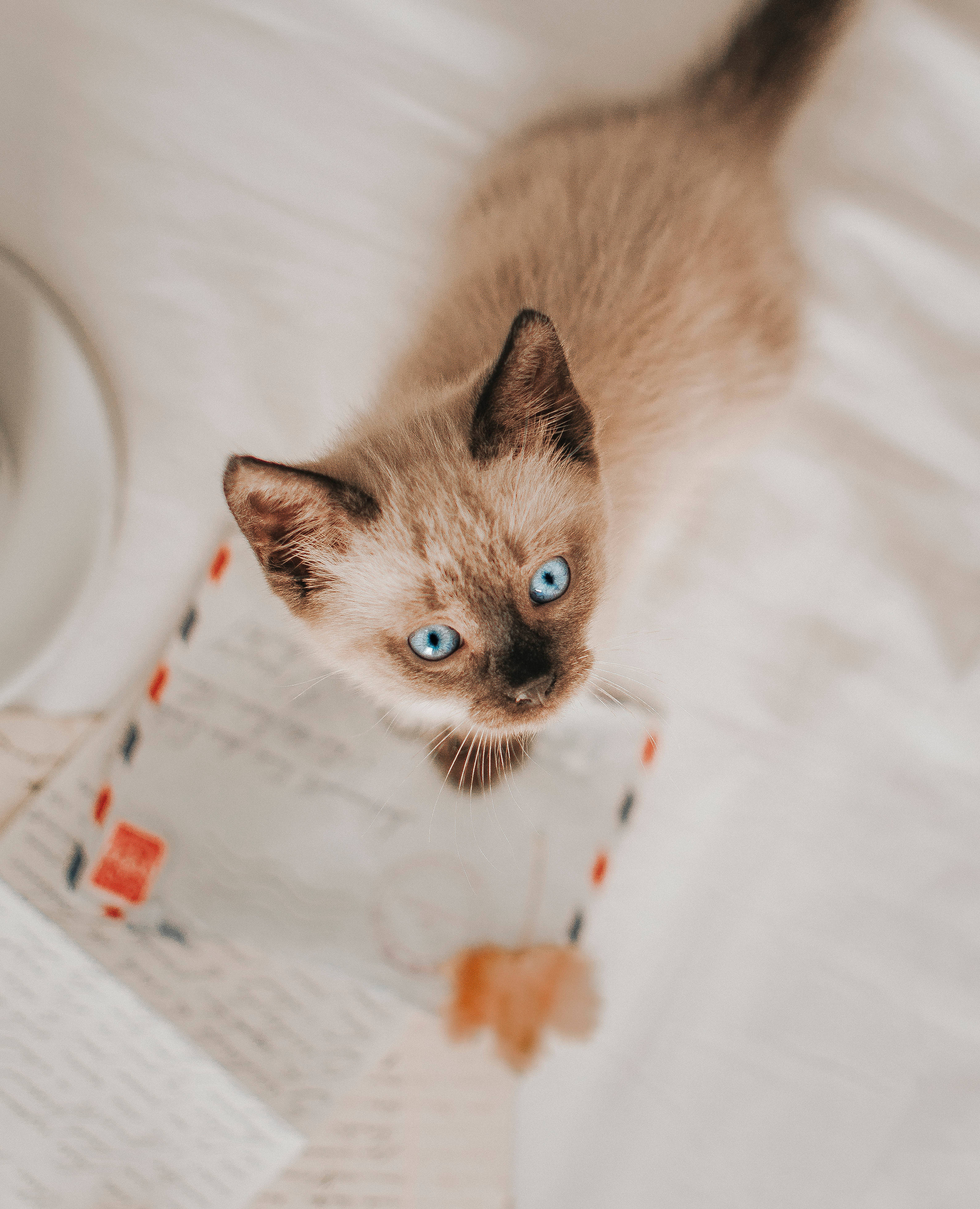 siamese kitten, blue eyes, vintage letters, 4K Phone Wallpaper