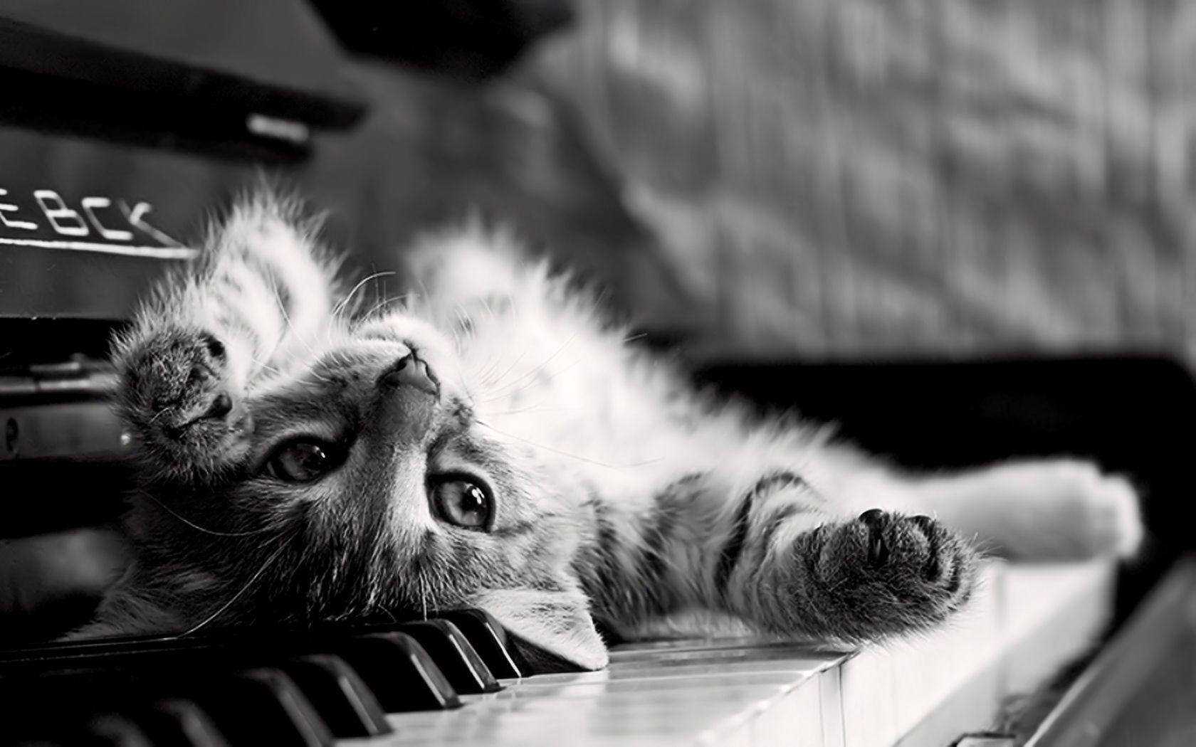 black and white cat, piano keys, fluffy kitten, HD Desktop Wallpaper