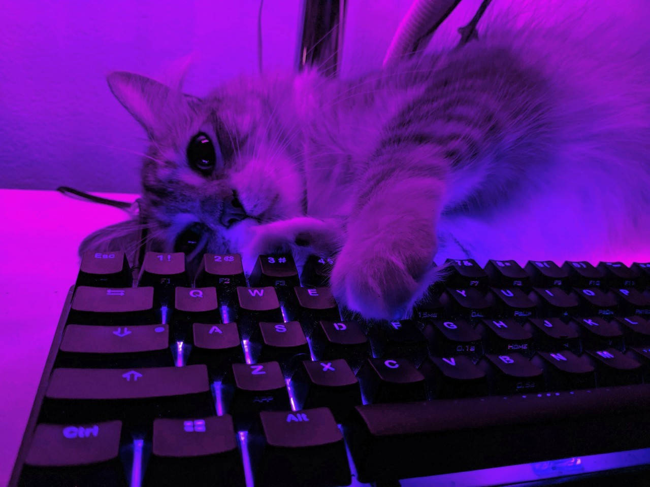 purple aesthetic keyboard cat, fluffy cat, keyboard, HD Desktop Wallpaper