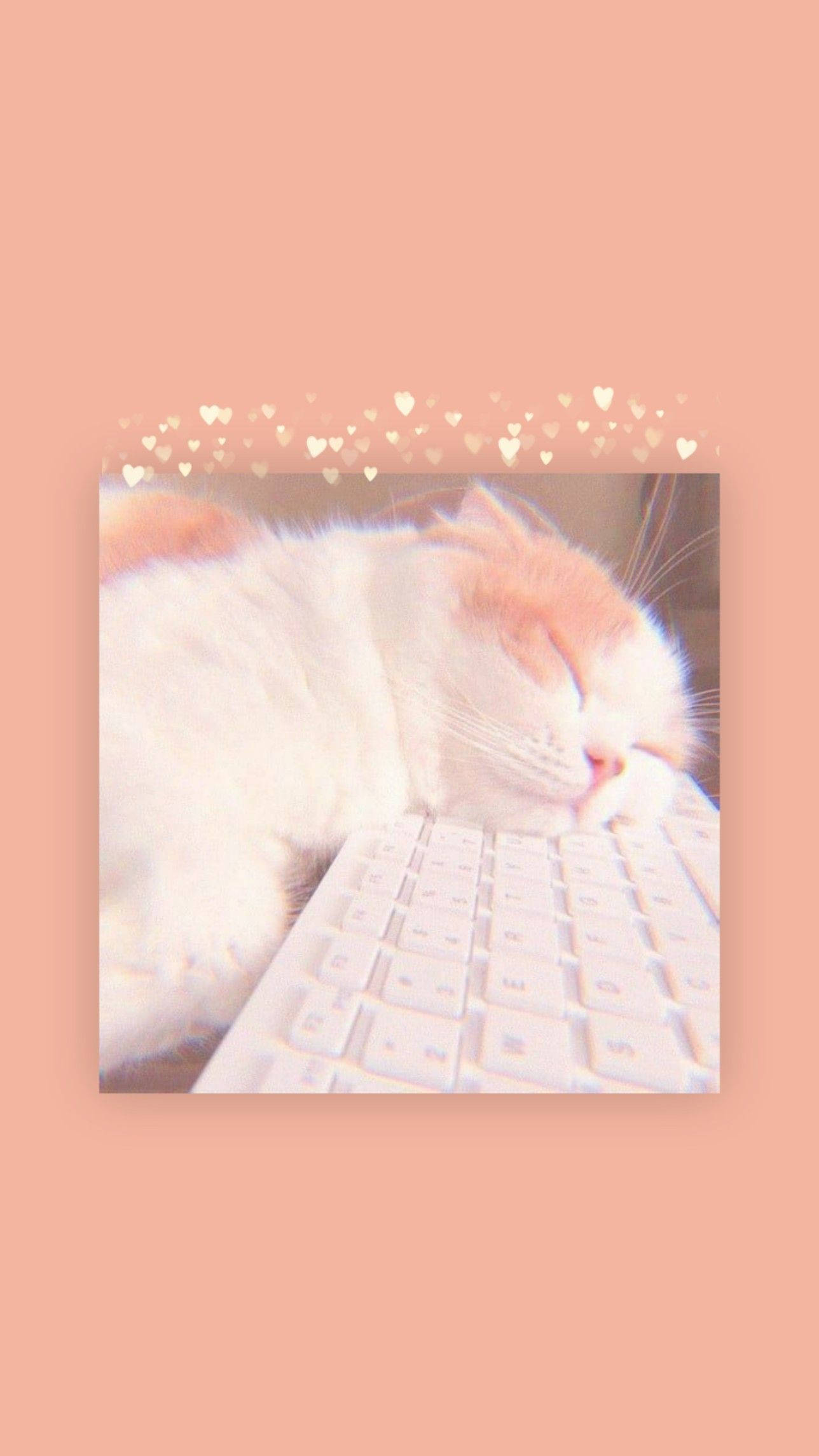 cat, white keyboard, glowing heart particles, Full HD Phone Wallpaper