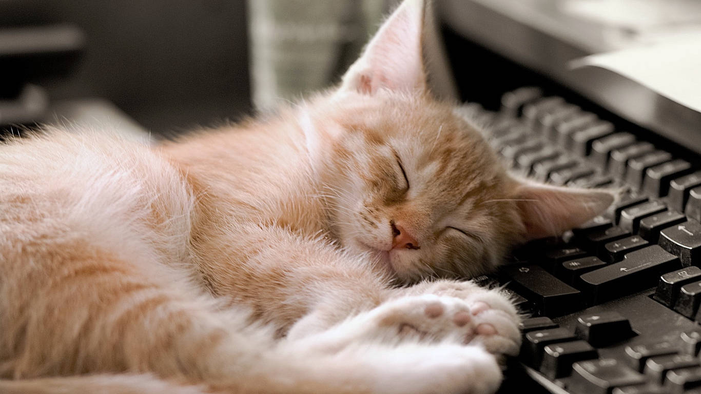 sleeping cat classic keyboard, fluffy orange kitten, black computer keyboard, HD Desktop Wallpaper