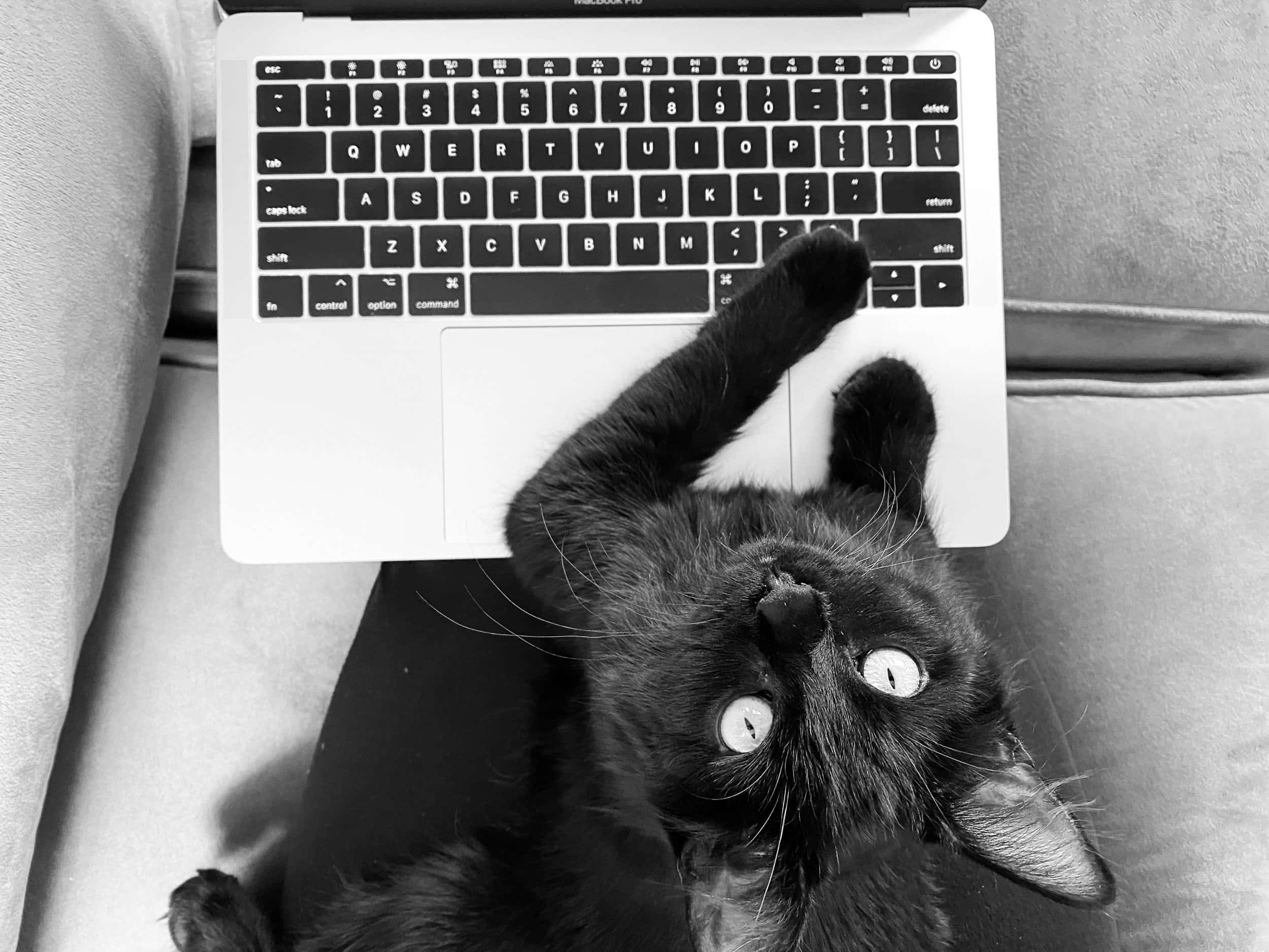 black cat, laptop, couch, Full HD Desktop Wallpaper