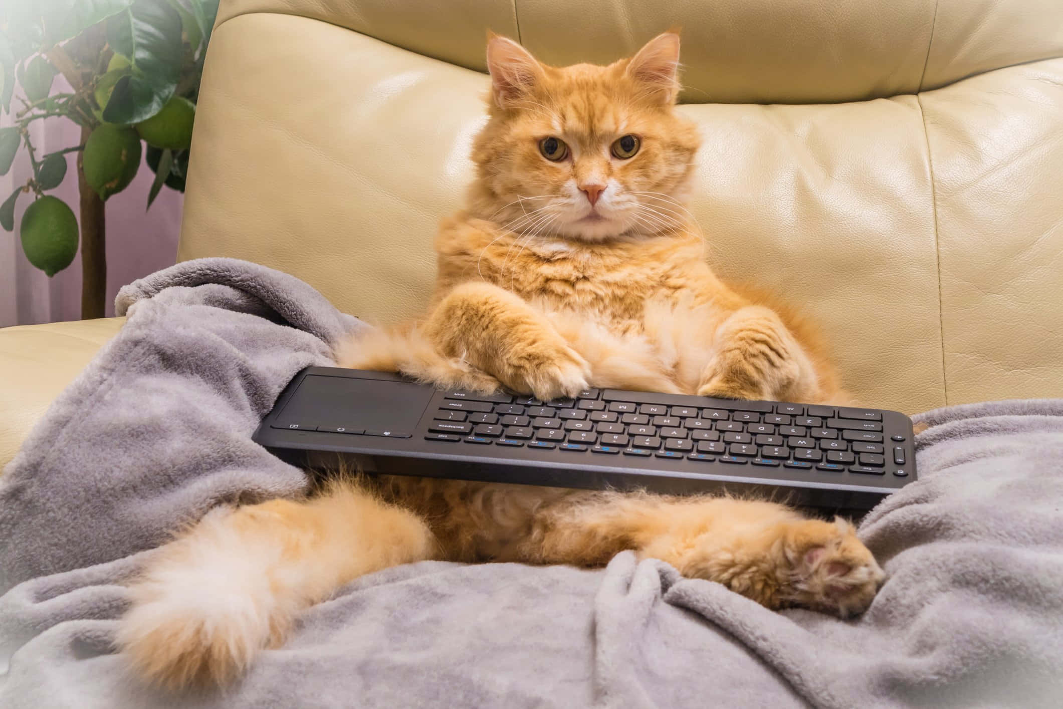 fluffy orange cat, beige couch, black keyboard, Full HD Desktop Wallpaper