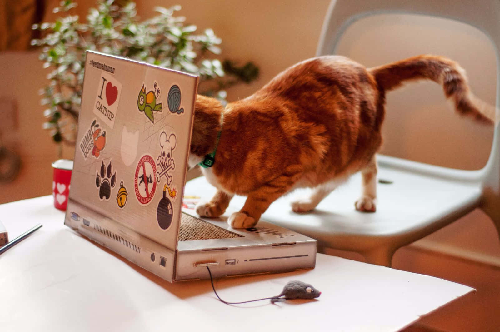 orange tabby cat, laptop, cat-themed stickers, HD Desktop Wallpaper