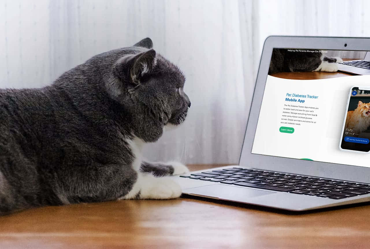 gray cat, white paws, wooden desk, HD Desktop Wallpaper