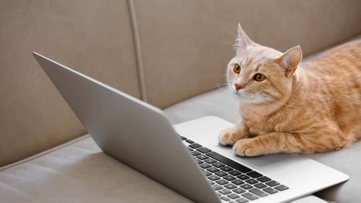 orange cat, laptop, beige couch, SD Desktop Wallpaper