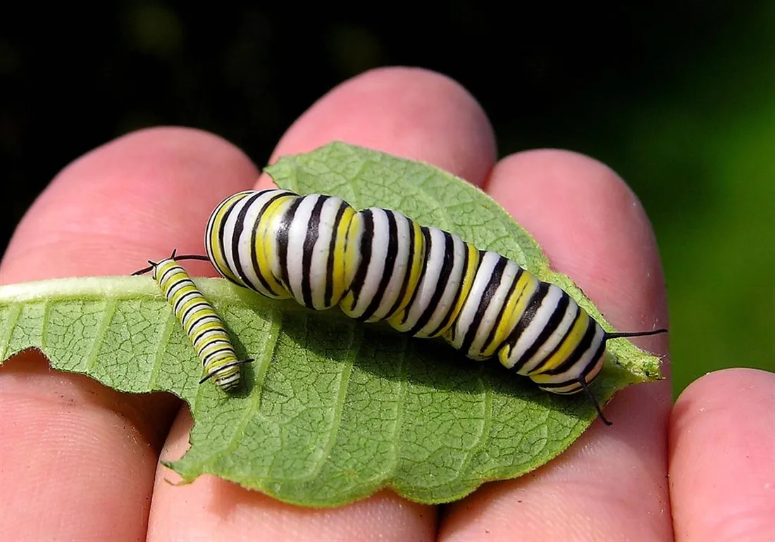 Caterpillar Insect