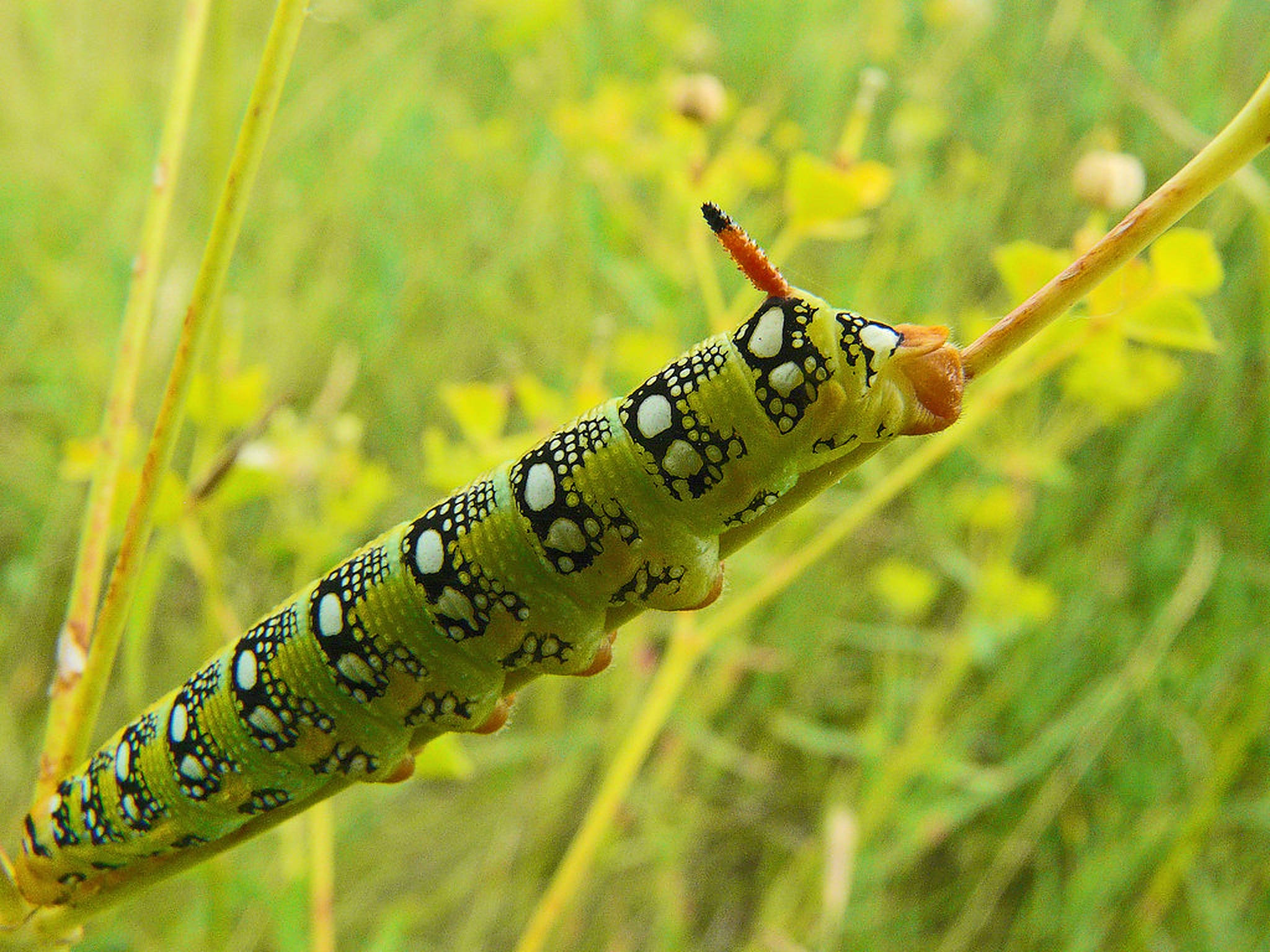 bright green caterpillar insect, black and white spotted patterns, slender stem, Full HD Desktop Wallpaper
