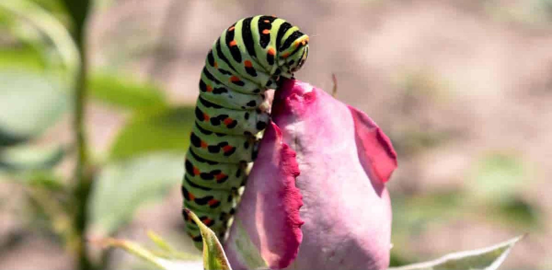 caterpillar insect, rose bud, vibrant green, Full HD Desktop Wallpaper
