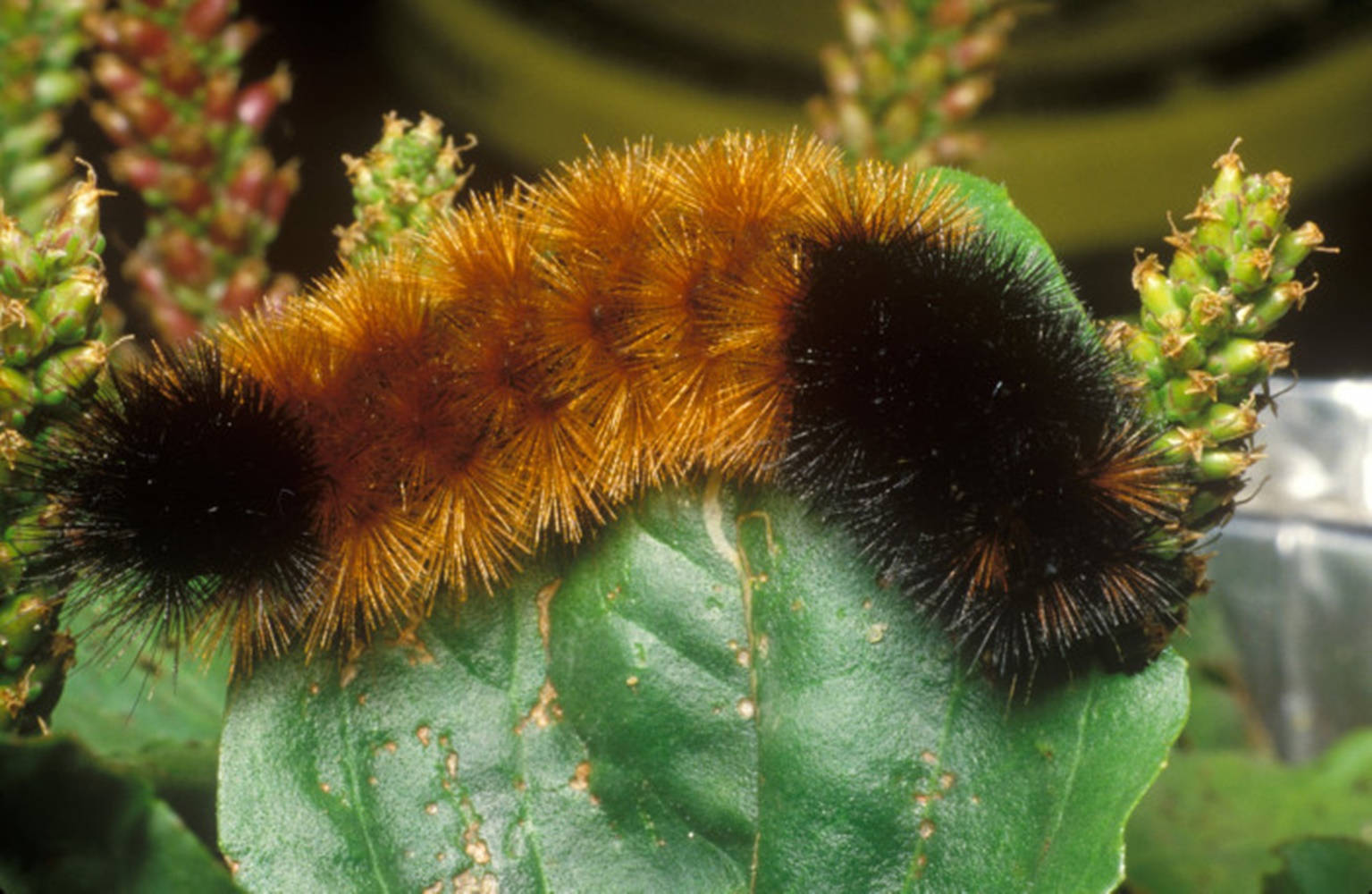 fuzzy orange and black caterpillar, vibrant green leaf, budding stems, HD Desktop Wallpaper