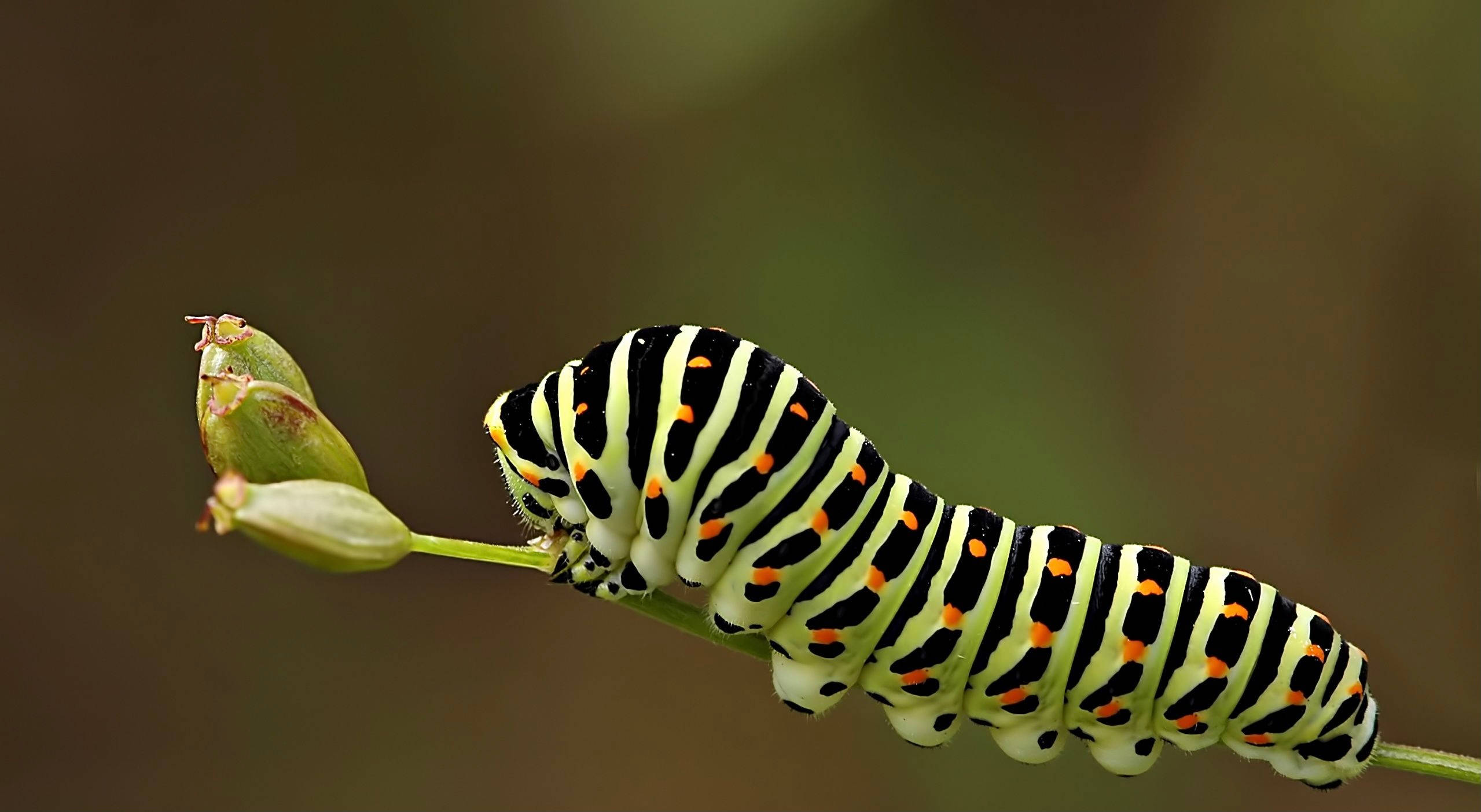 caterpillar, black yellow and orange striped, green stem, Full HD Desktop Wallpaper