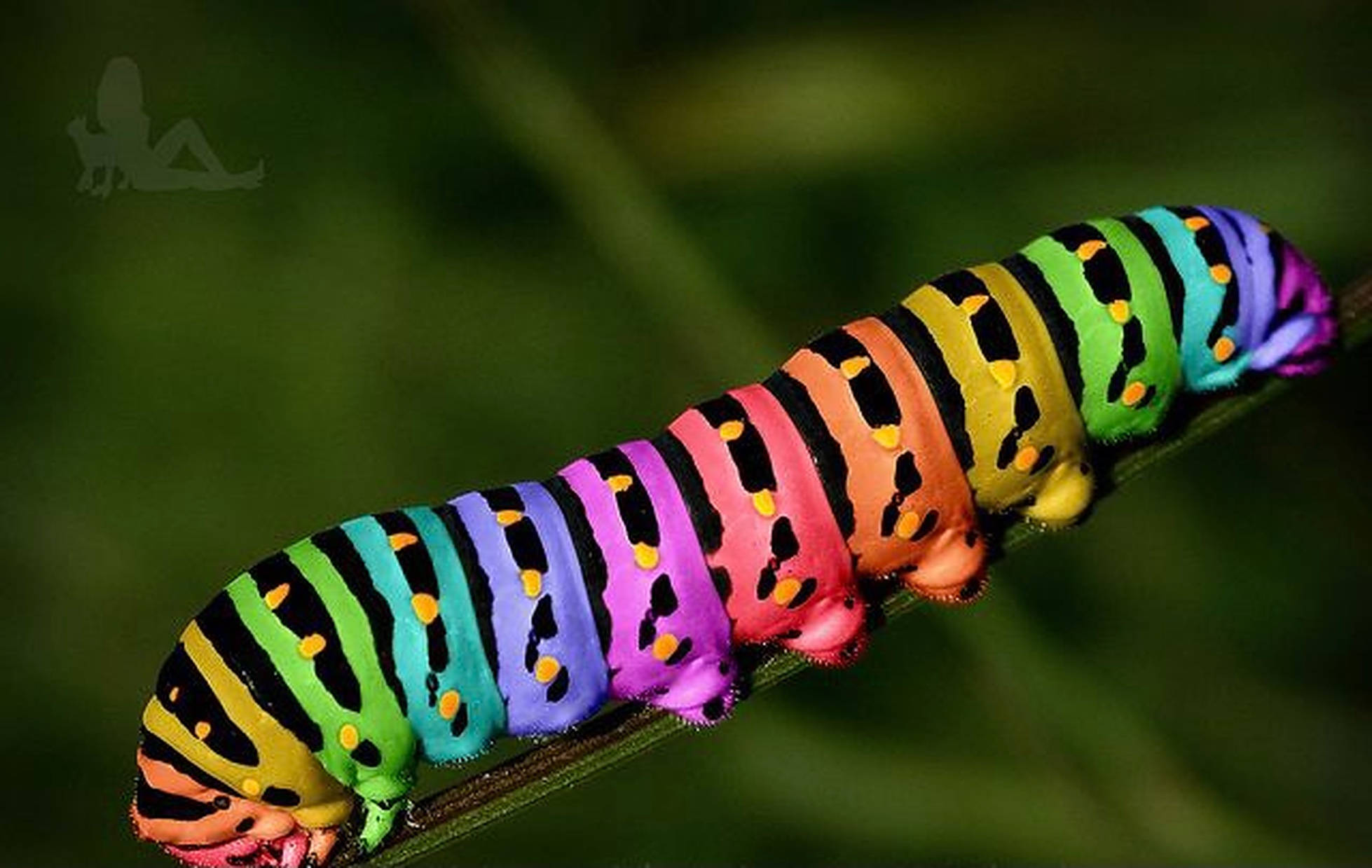 rainbow caterpillar insect, black stripes, yellow dots, Full HD Desktop Wallpaper