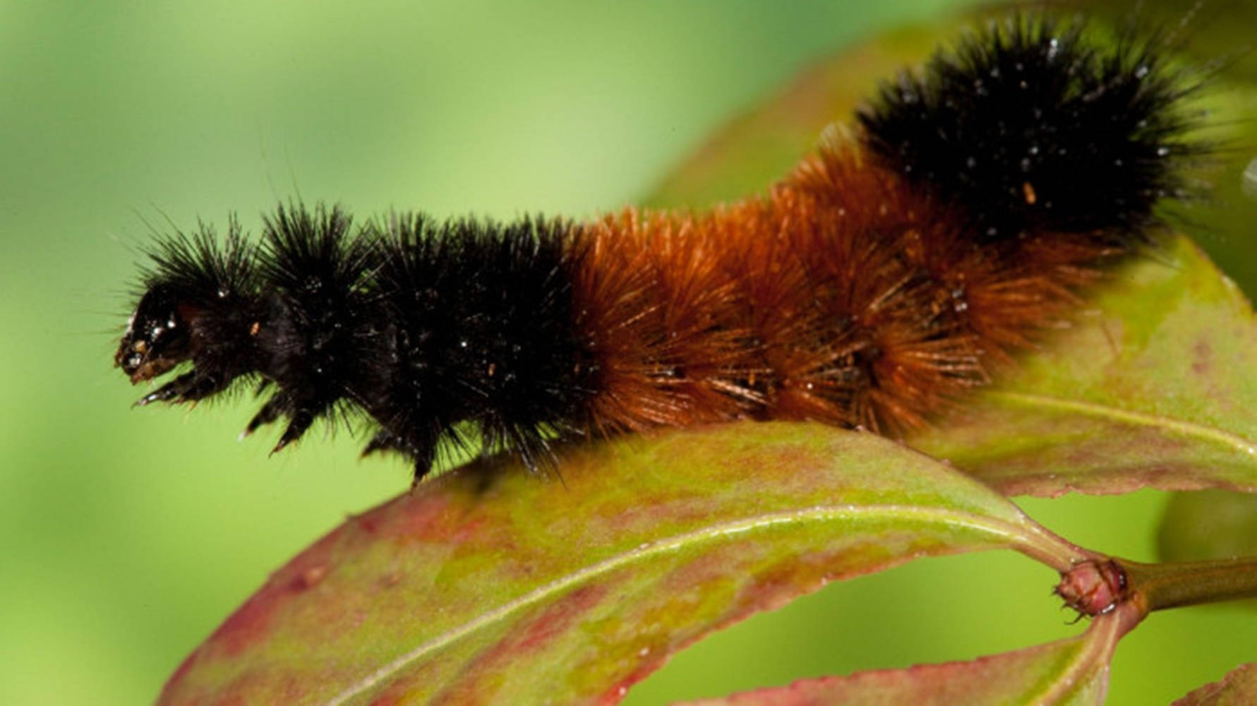 fuzzy black and orange caterpillar, green leaf, red edges, HD Desktop Wallpaper