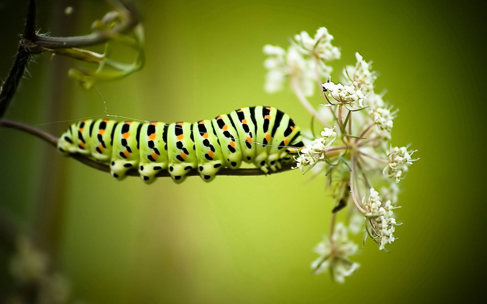 caterpillar insect, white flower, vibrant green, Full HD Desktop Wallpaper