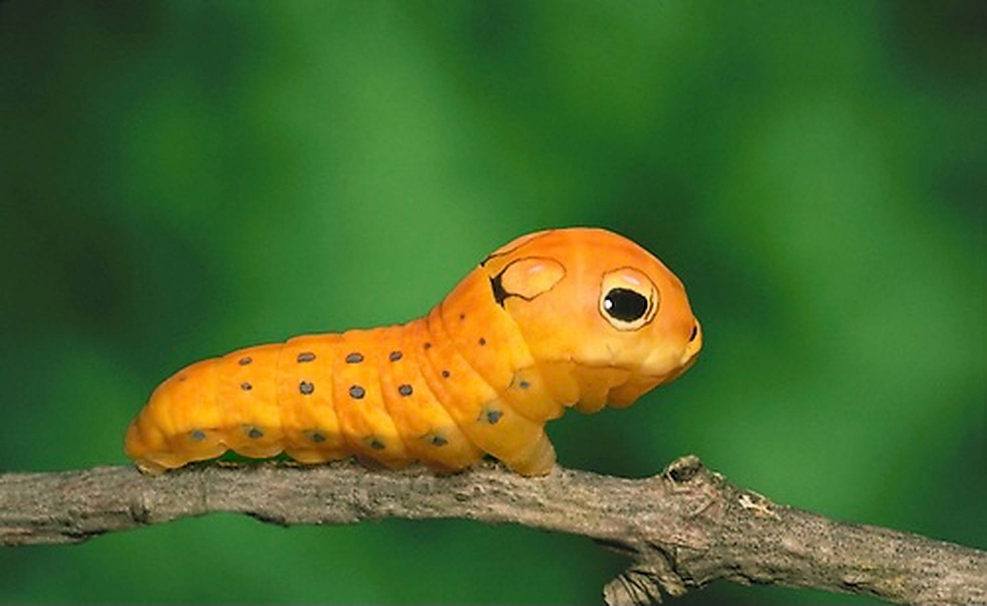 orange caterpillar insect, black spots, large eyes, Full HD Desktop Wallpaper