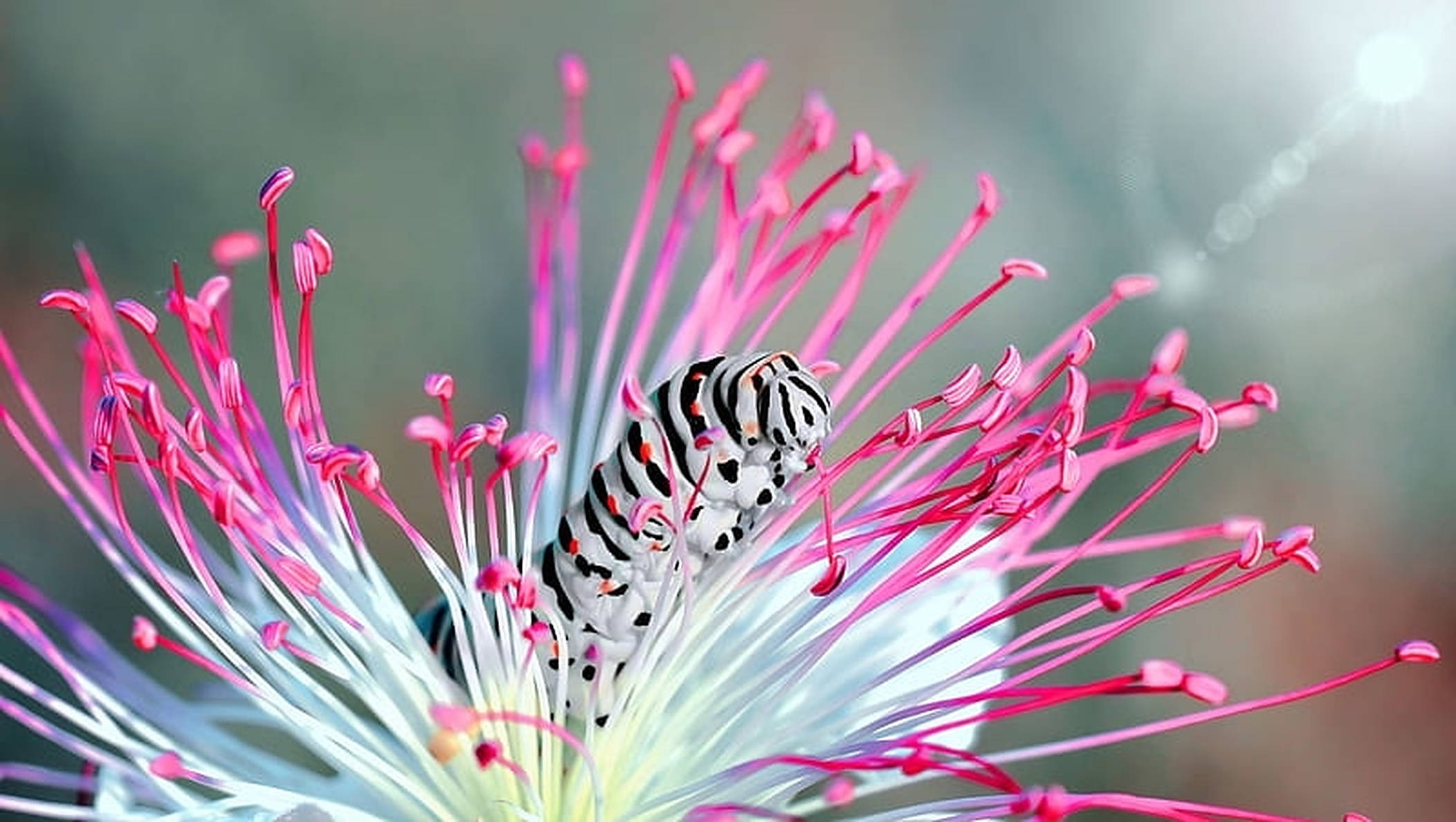 caterpillar insect, pink stamen, black and white striped, Full HD Desktop Wallpaper