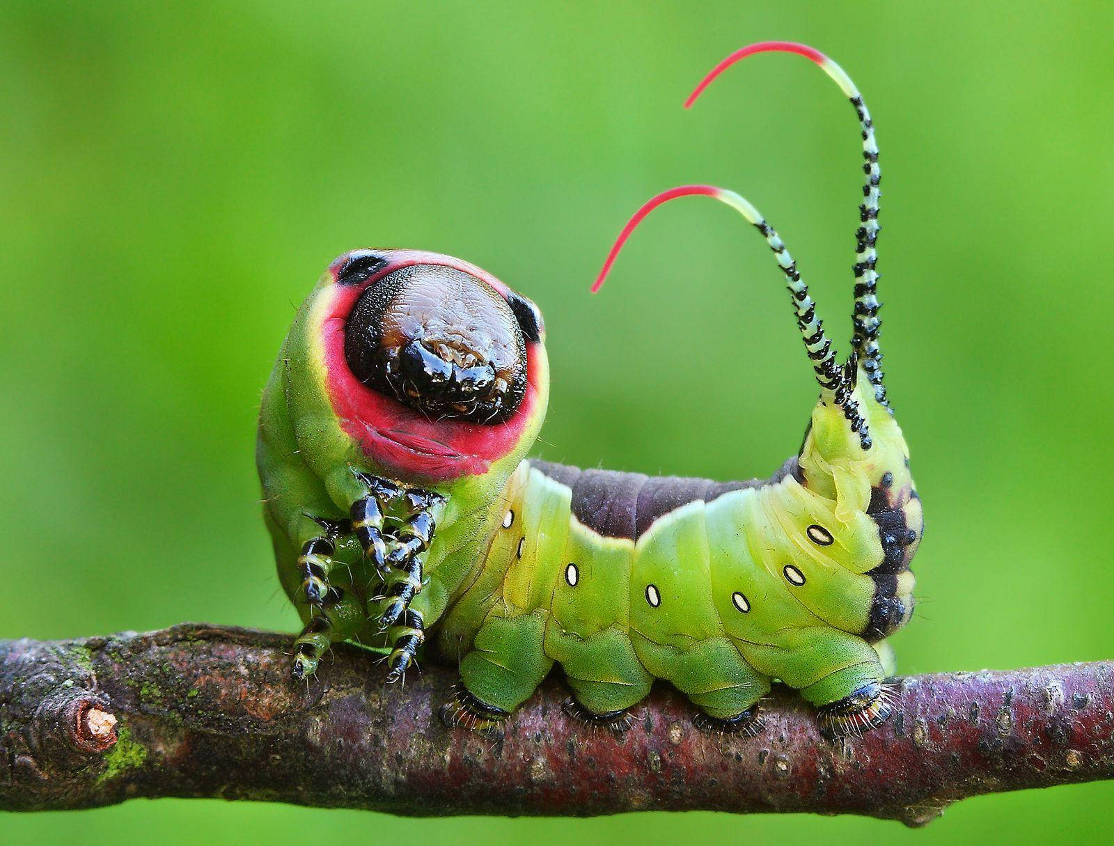 fat green caterpillar, red-tipped antennae, white spots, HD Desktop Wallpaper