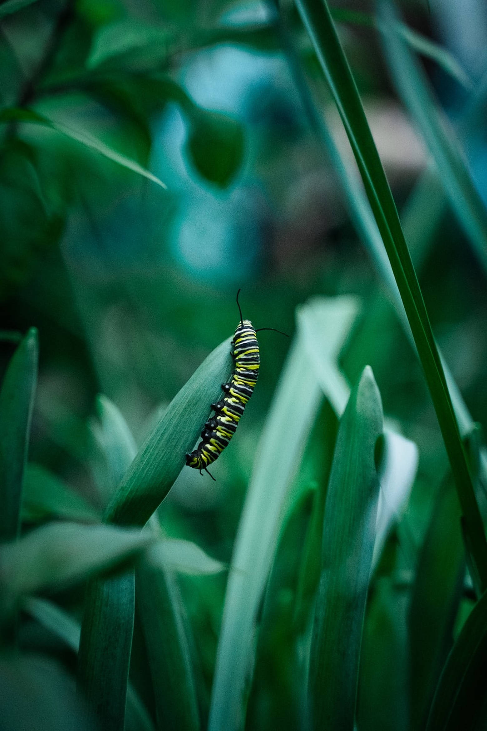 caterpillar insect, vibrant yellow black striped, green leaf, Full HD Phone Wallpaper