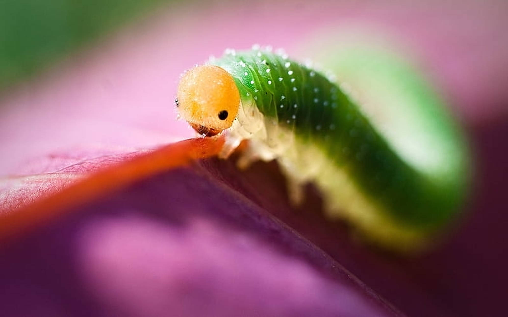 cute tiny caterpillar insect, vibrant green caterpillar, orange head, Full HD Desktop Wallpaper