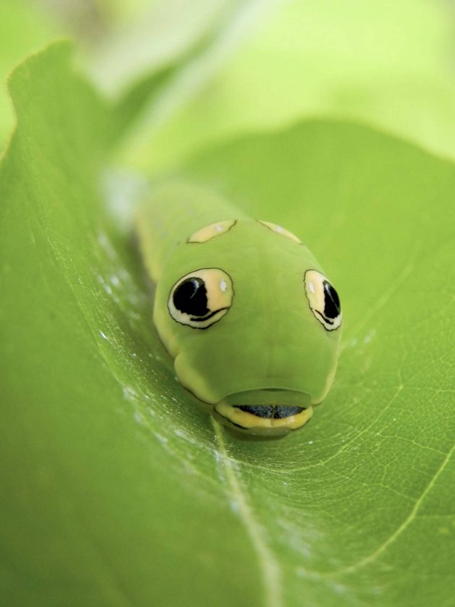 caterpillar, green caterpillar, large eye-like spots, Full HD Phone Wallpaper