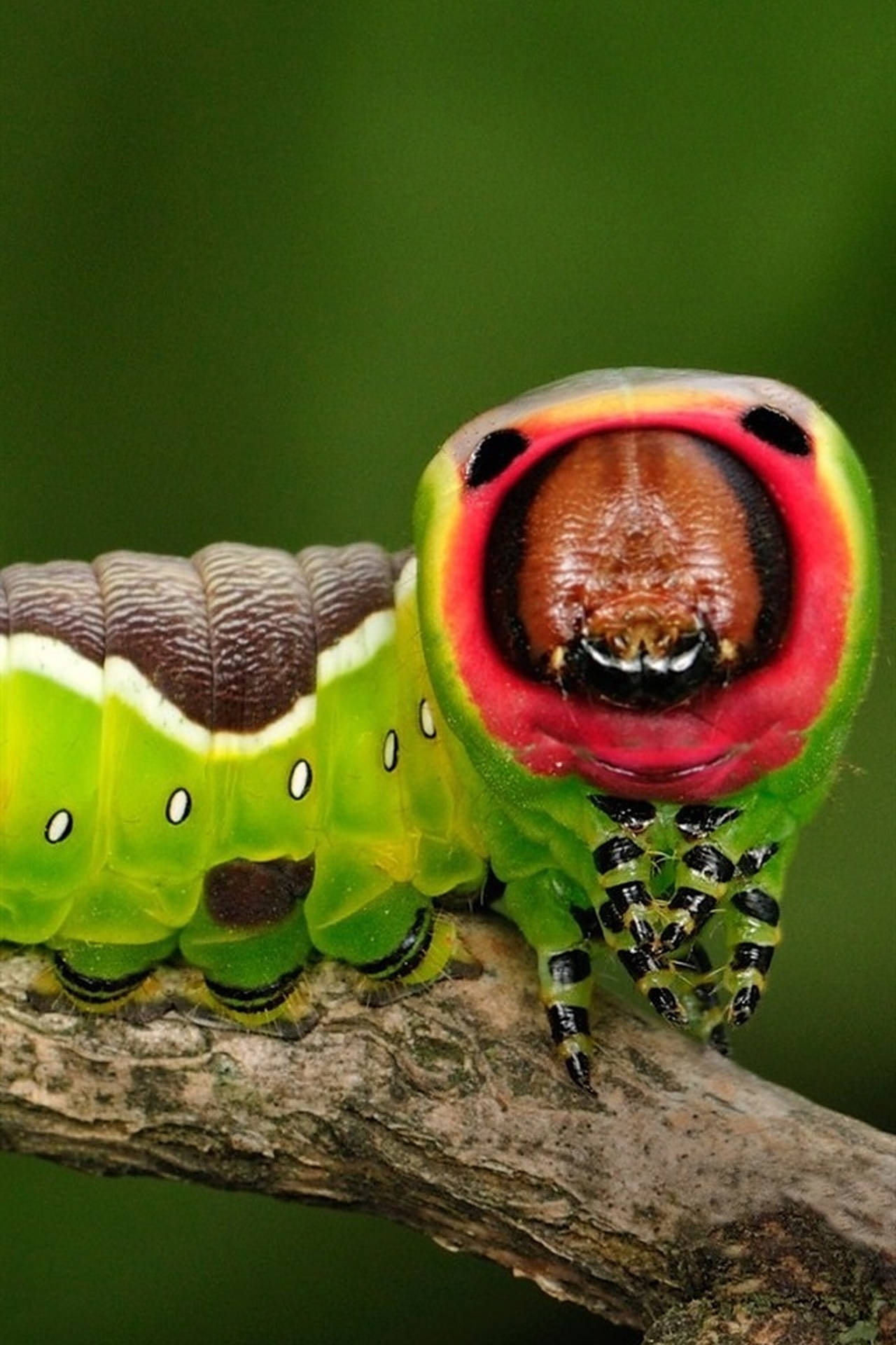 vibrant green caterpillar, striking red mouthpart, textured branch, Full HD Phone Wallpaper