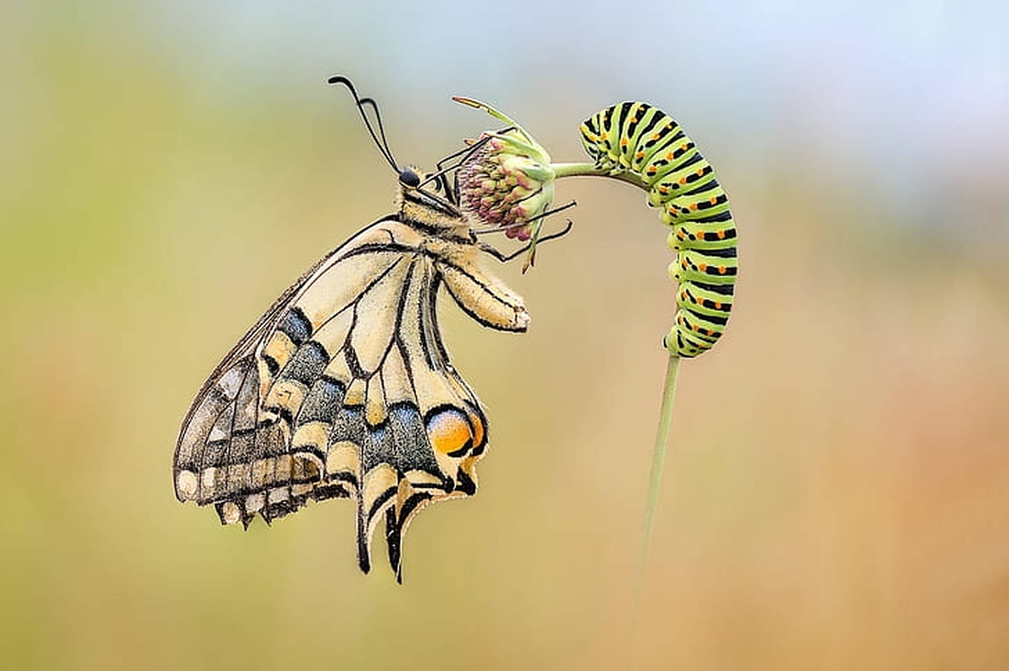 butterfly, caterpillar, yellow, Full HD Desktop Wallpaper